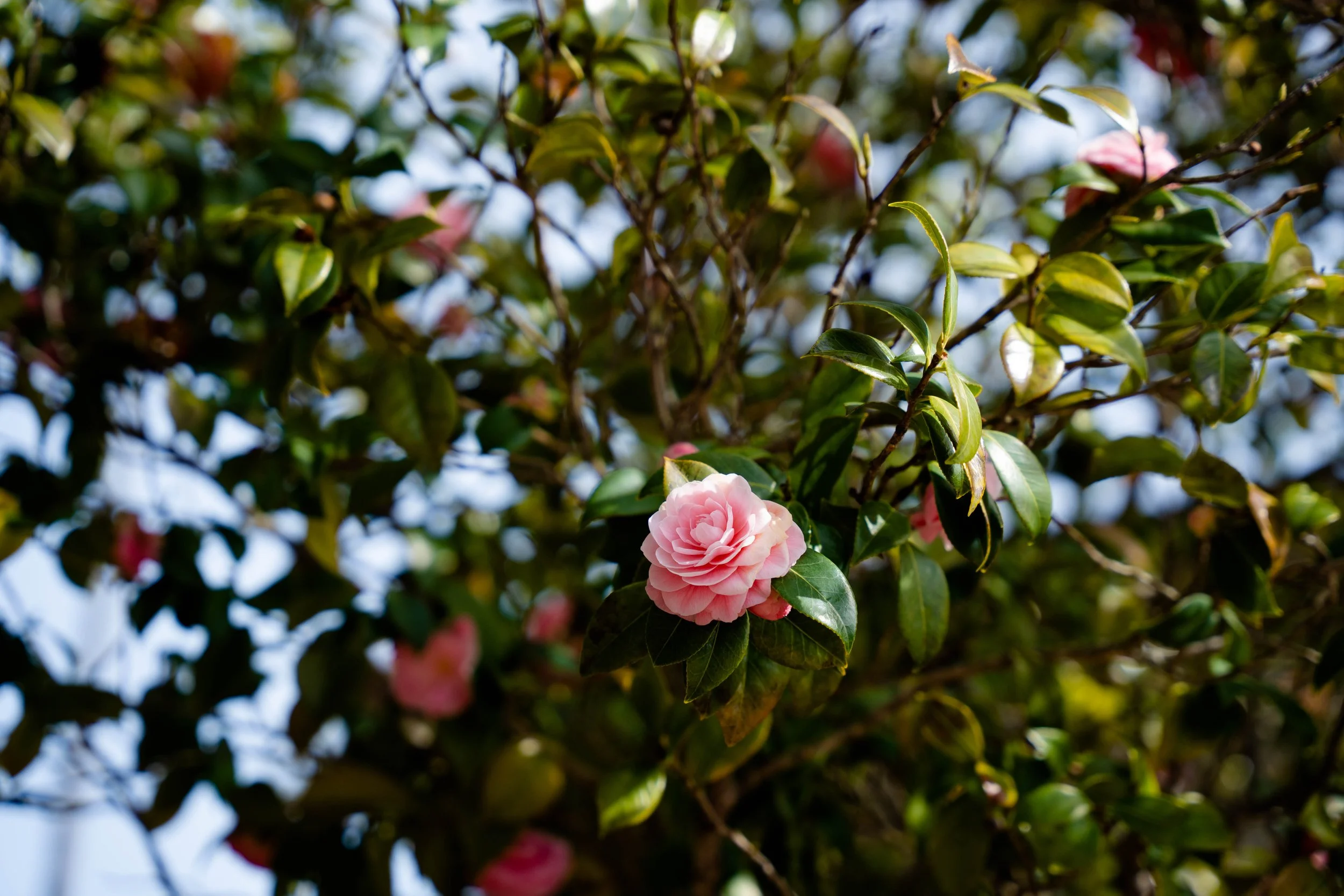 DSC01090.JPG