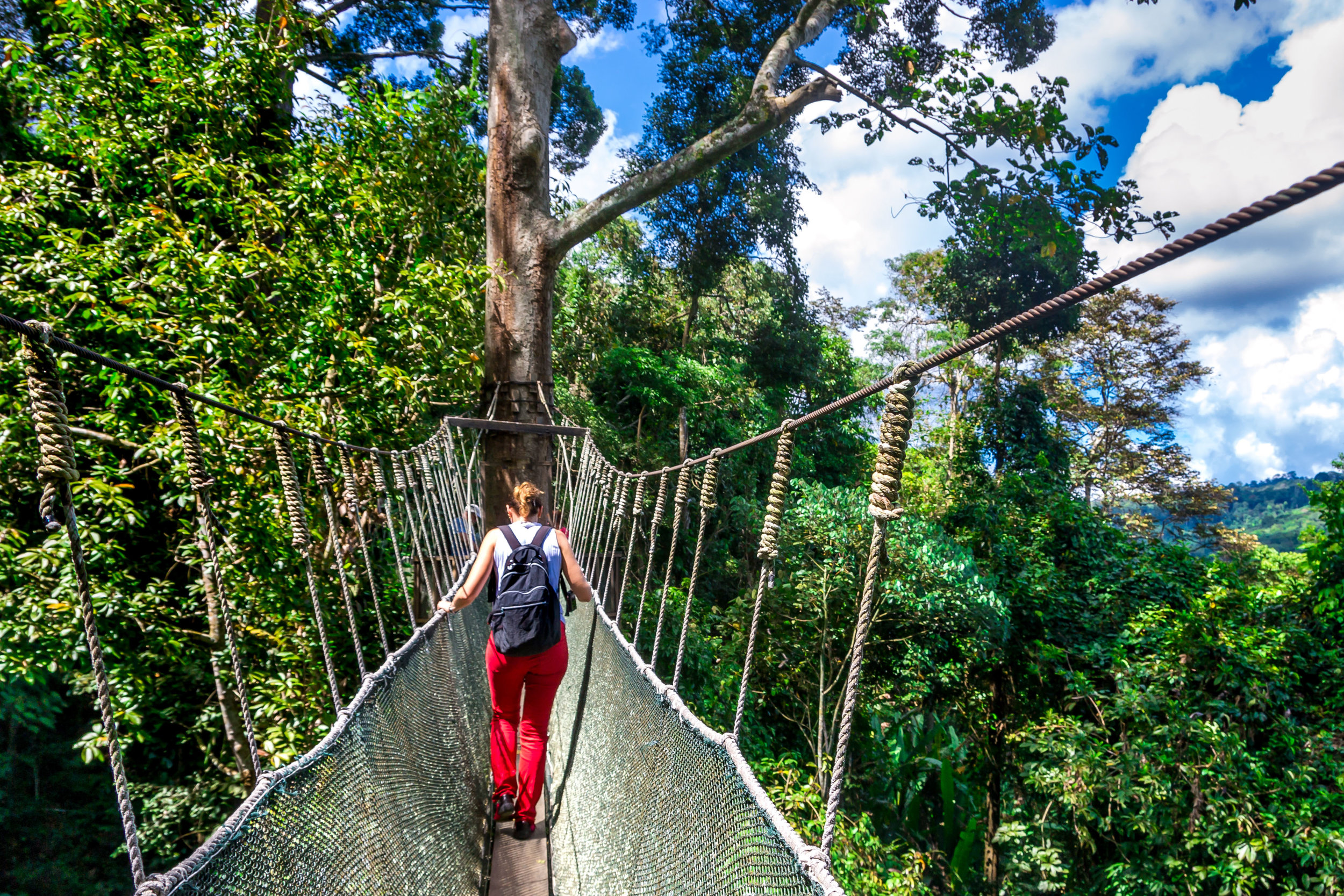 Skywalk / Canopy Walk