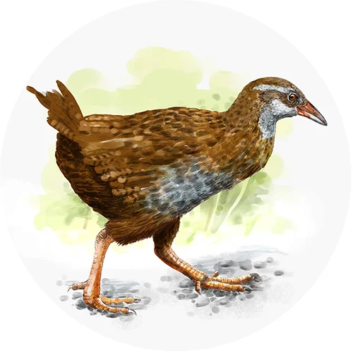 Weka- 001-72dpi-500px.jpg