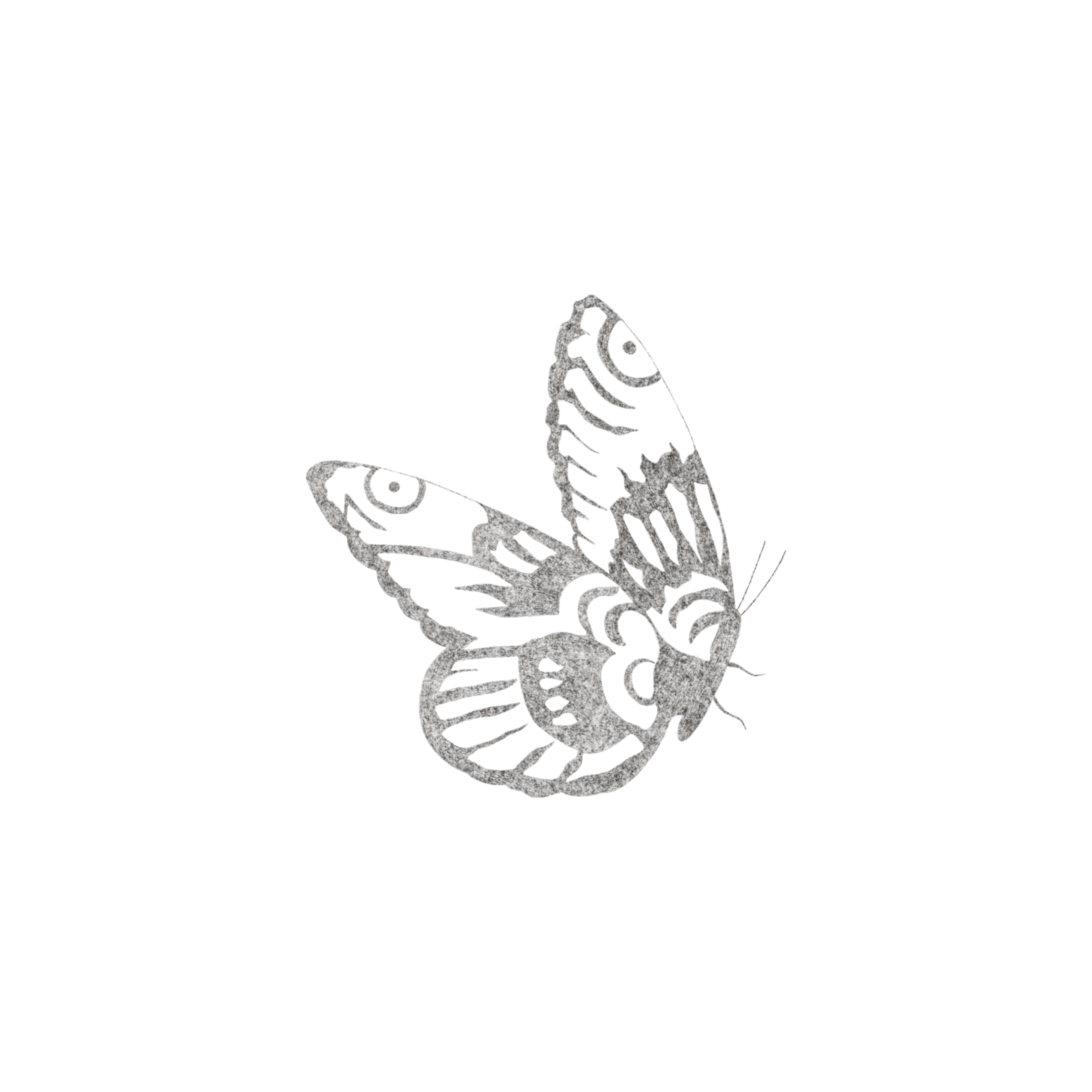butterfly 1