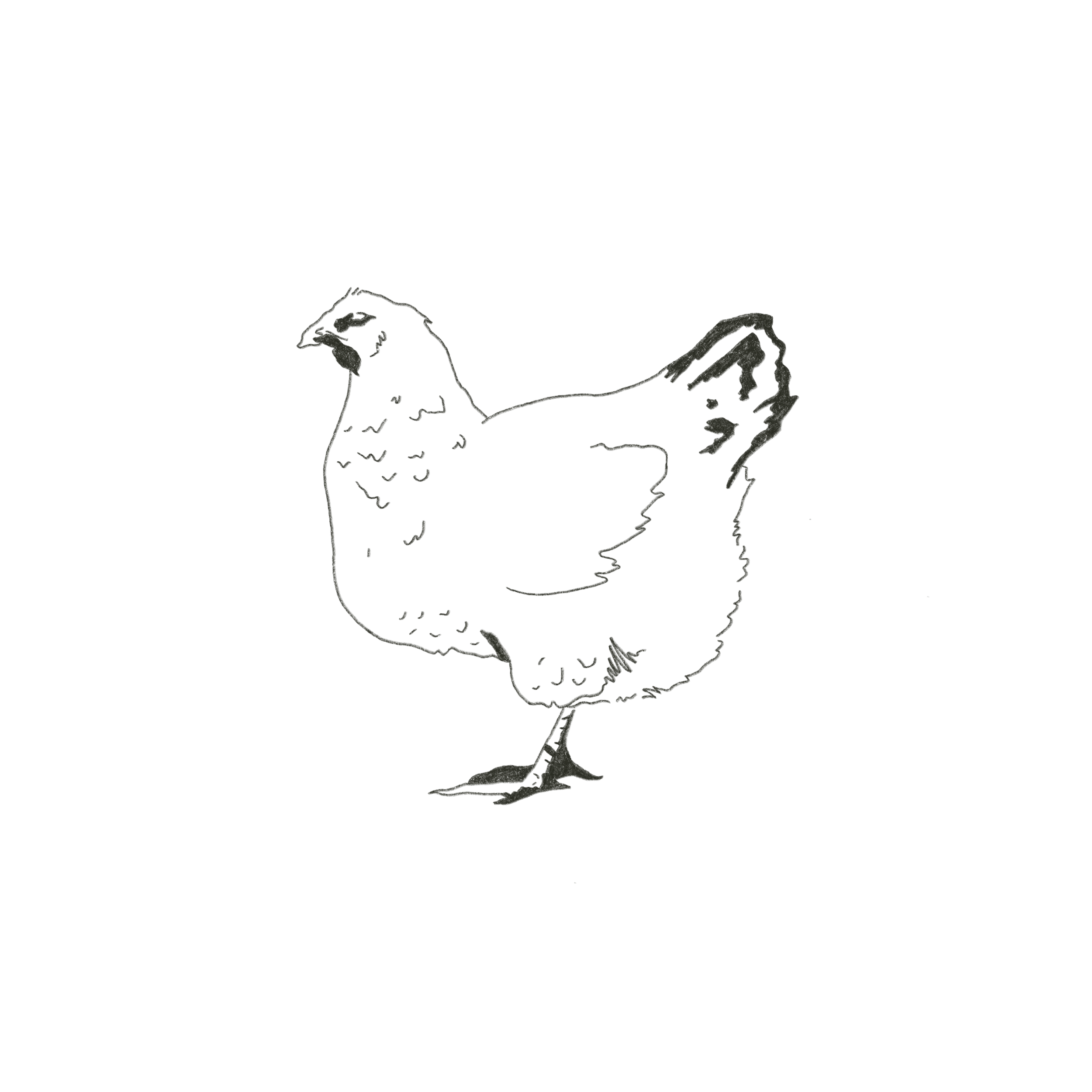 chicken 1