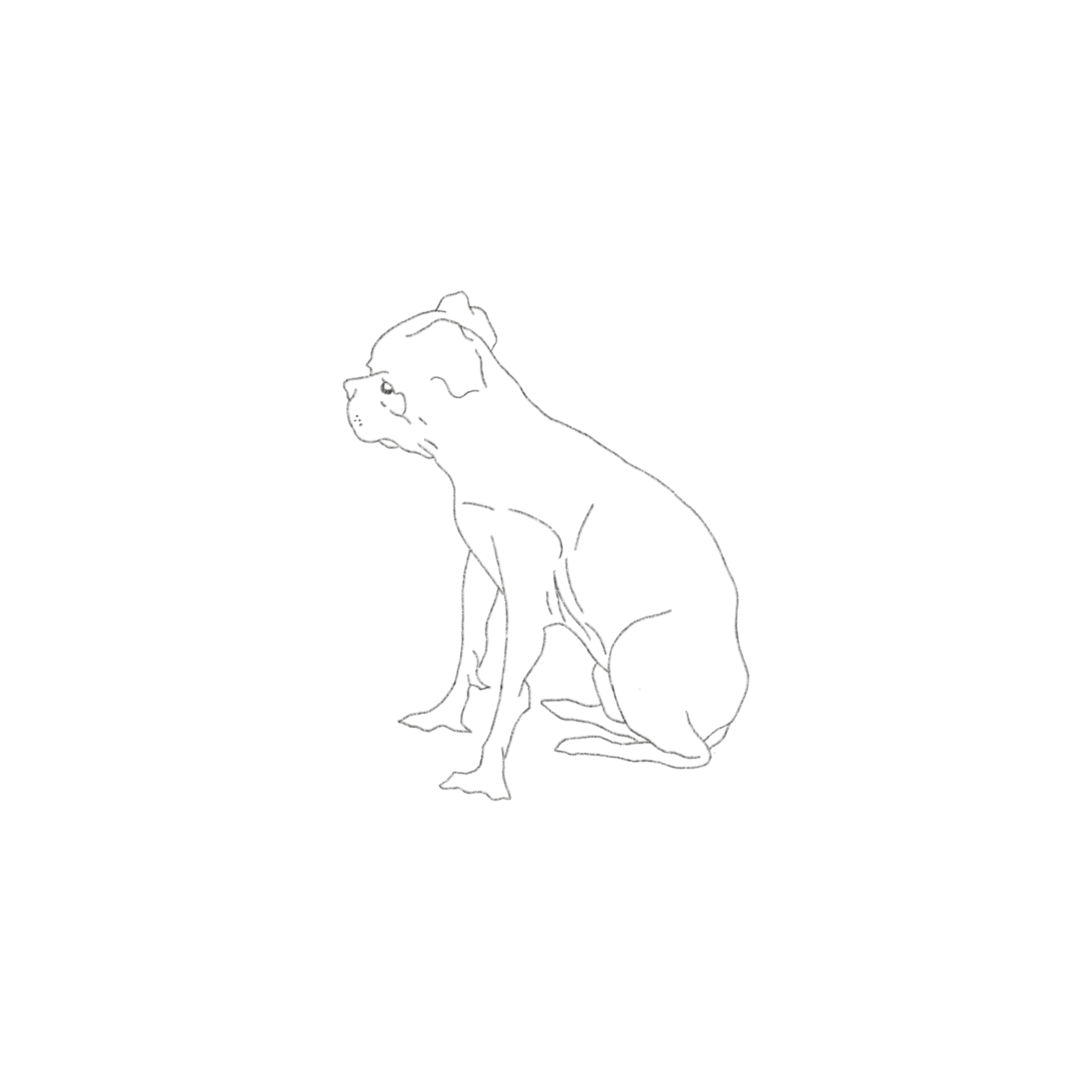 the dog
