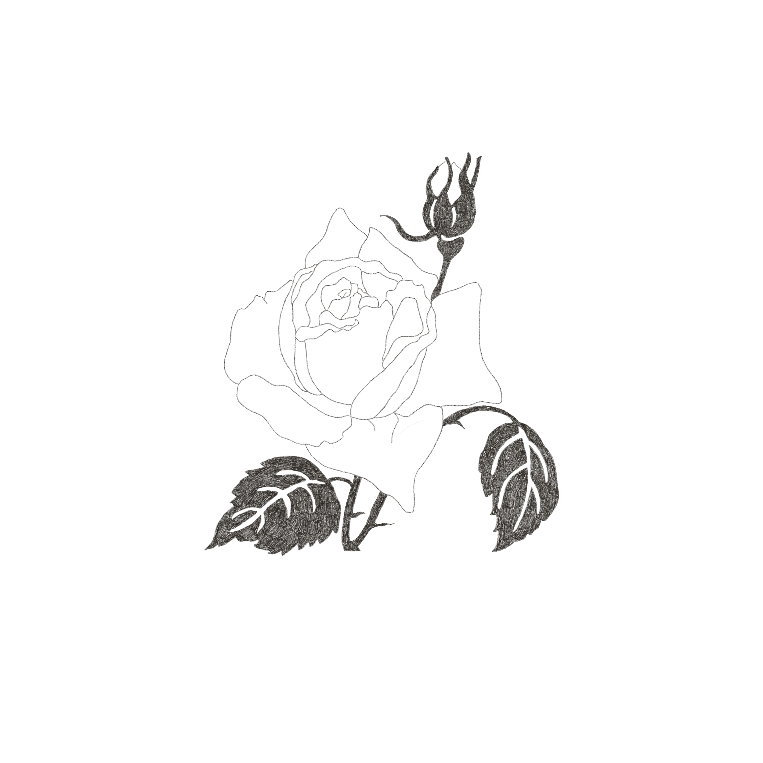 roses 3