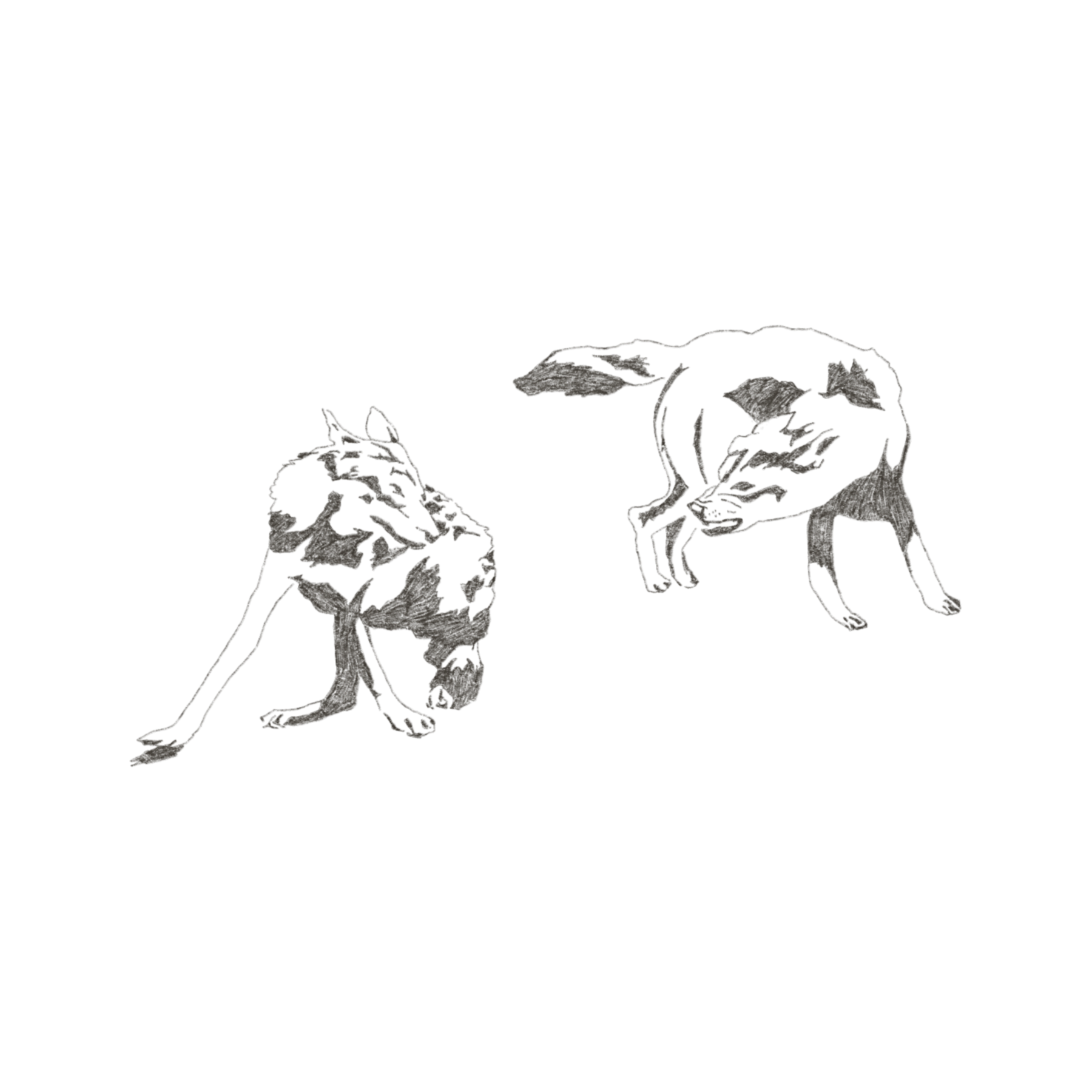 IMG_6003.PNG