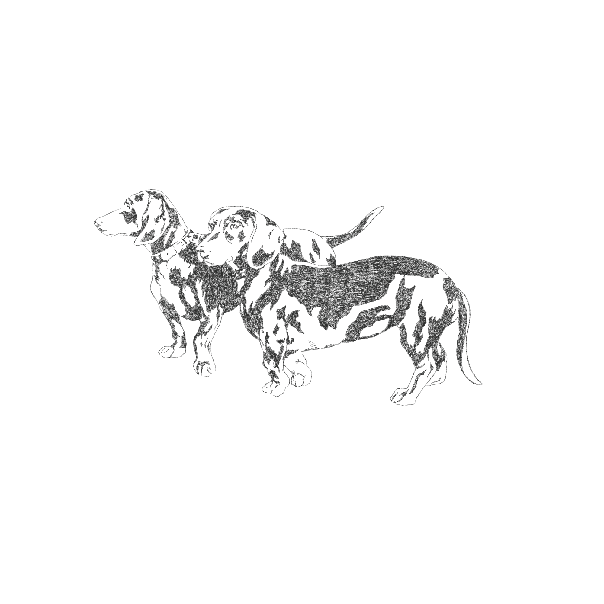 dachsunds