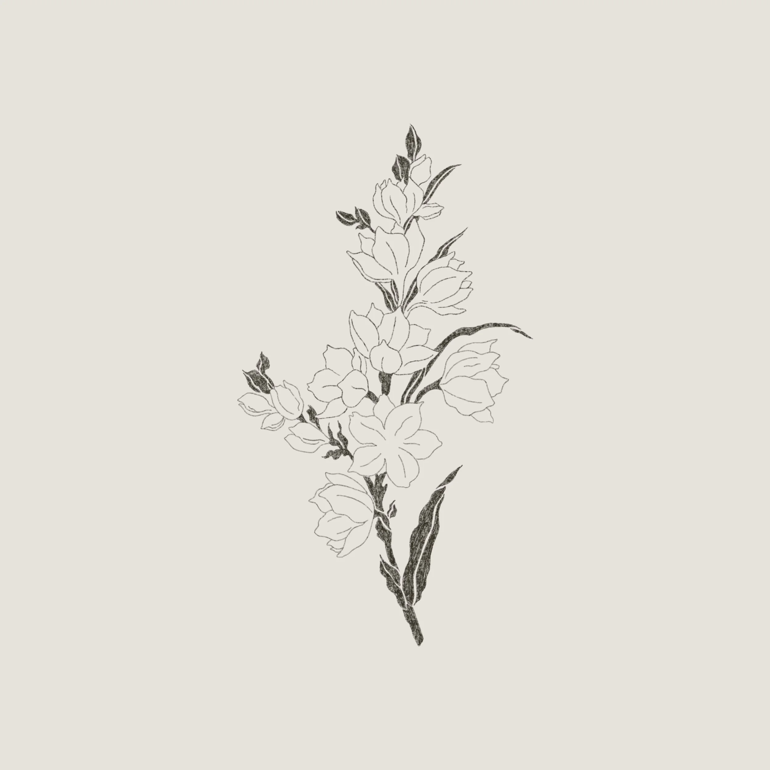 Gladiolus