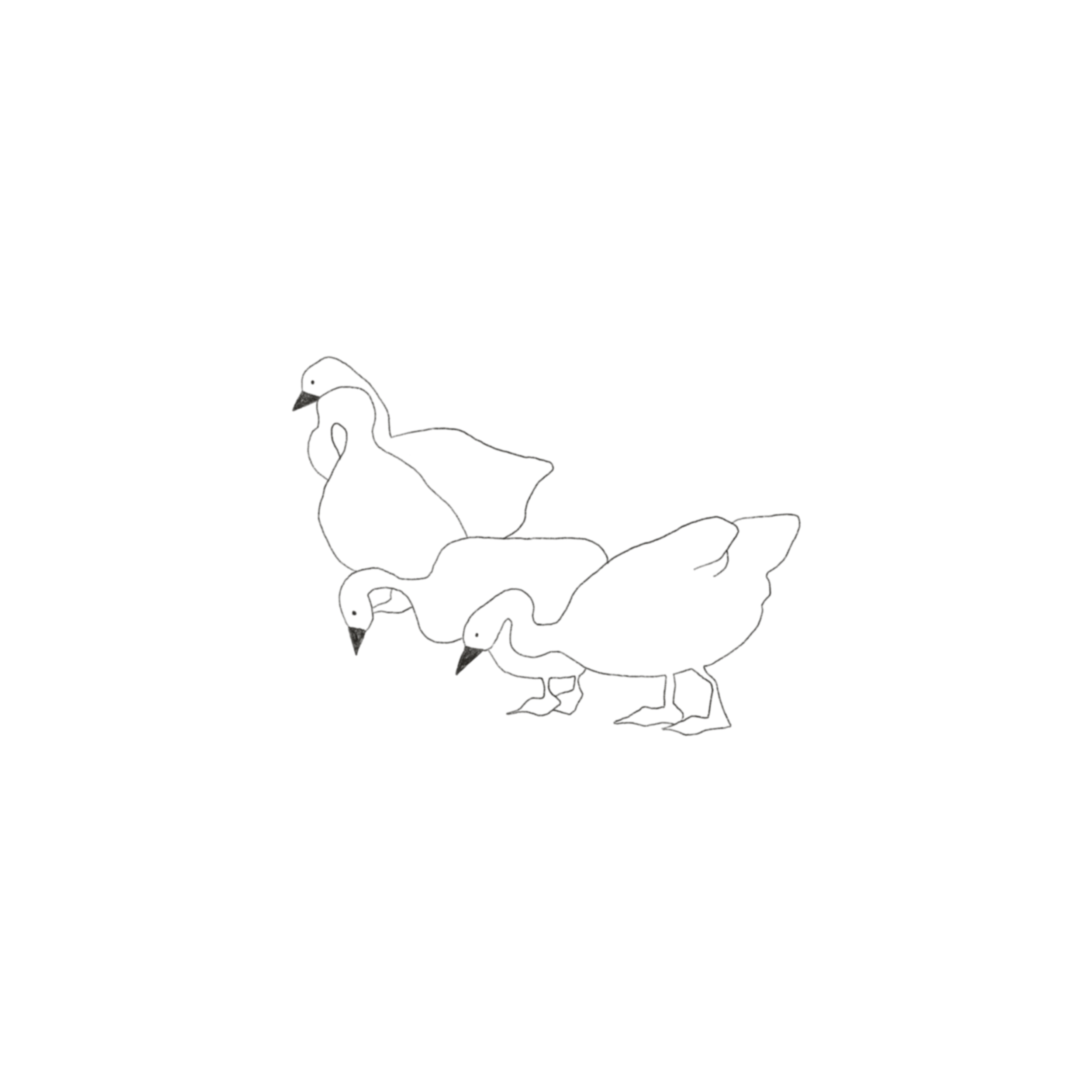 geese