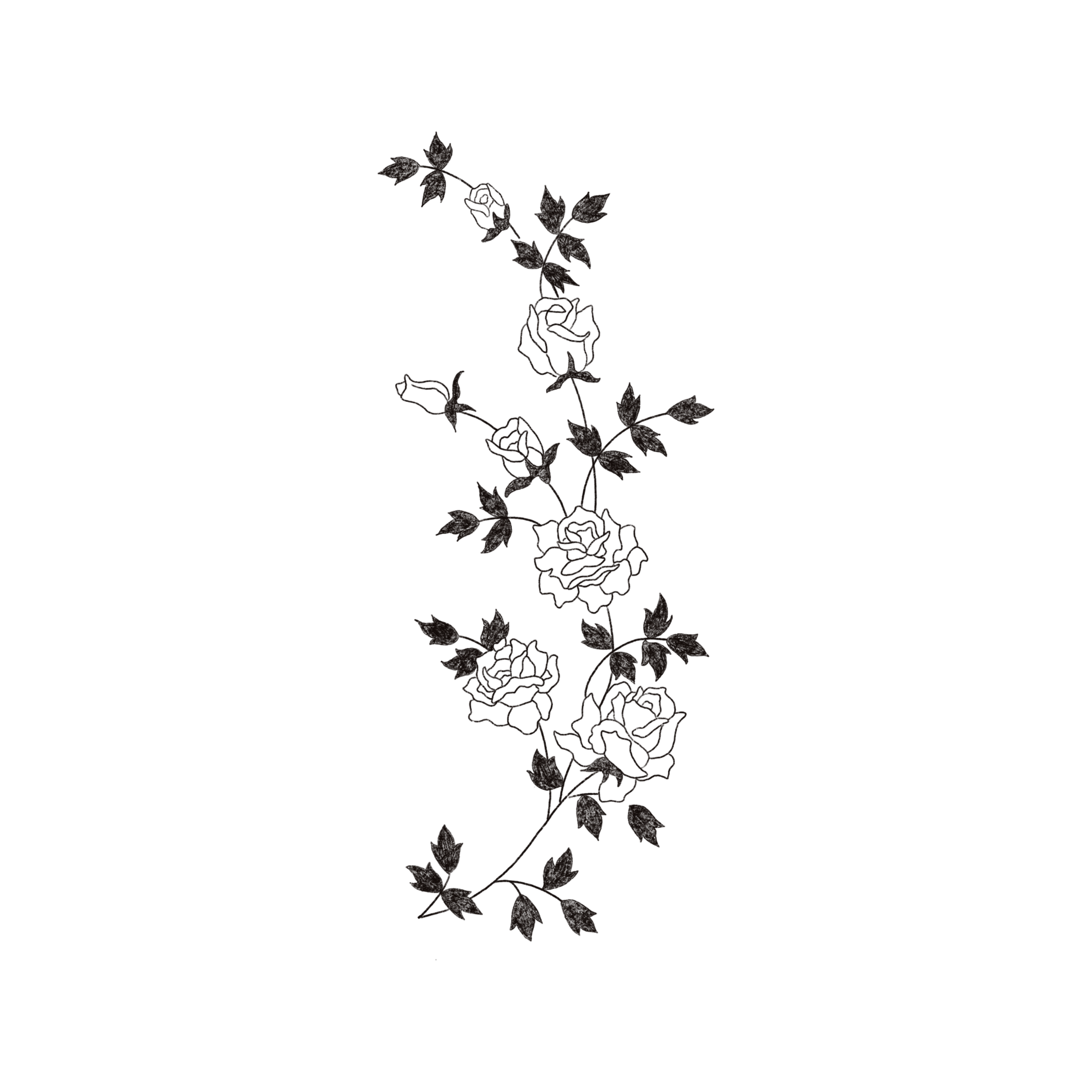 roses 4