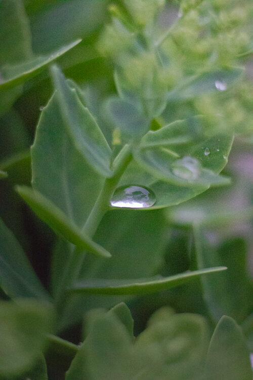 Morning Dew