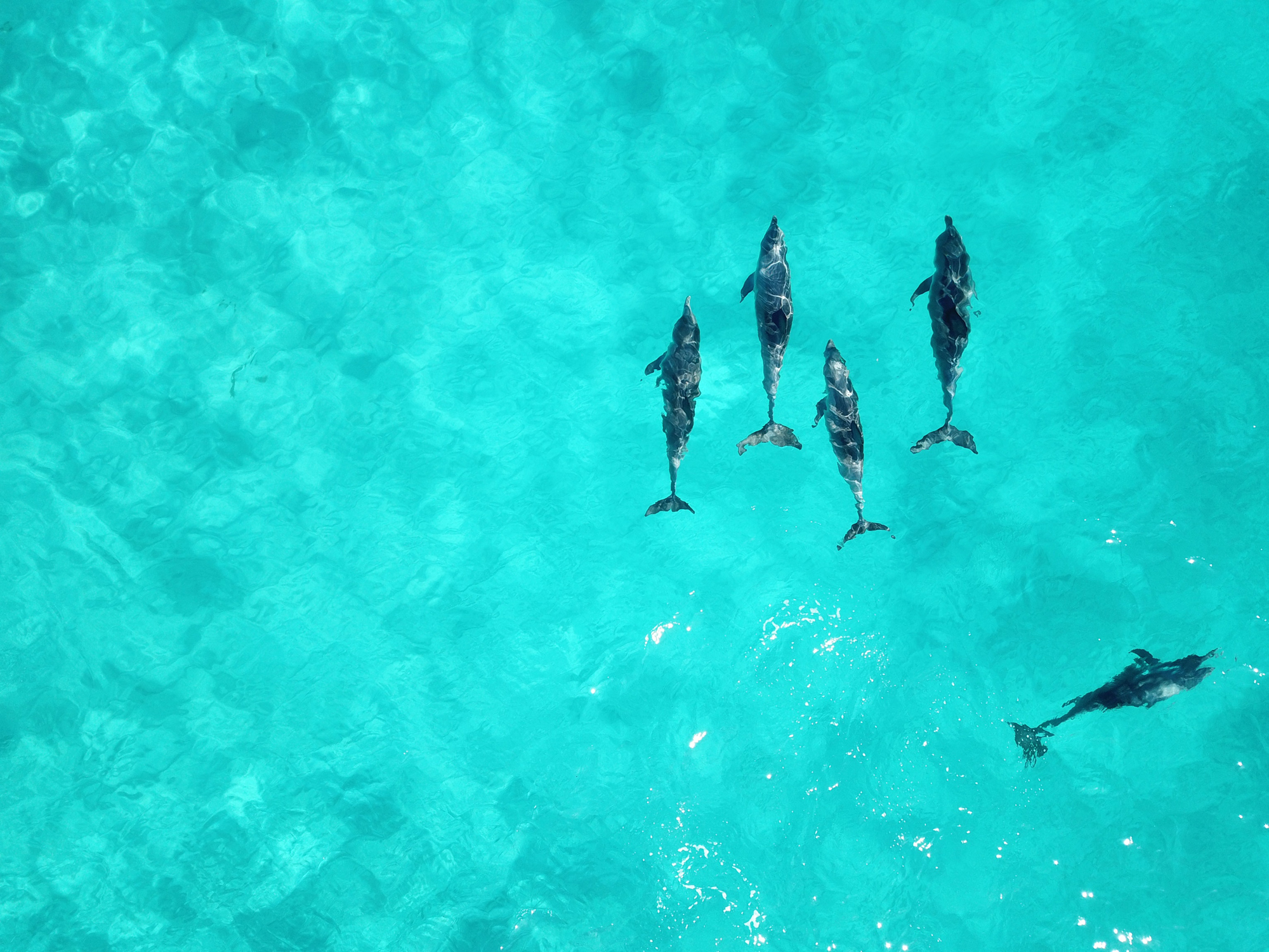 dolphin1.jpg