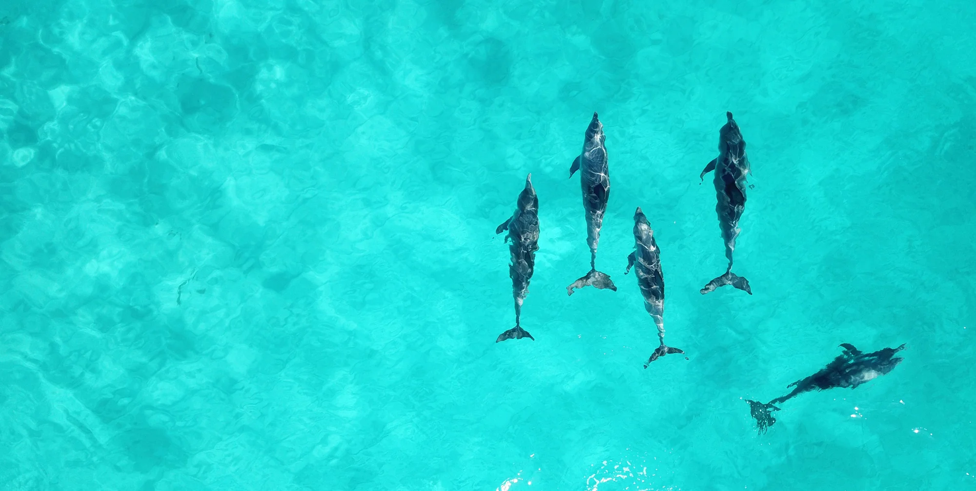 dolphins2.jpg