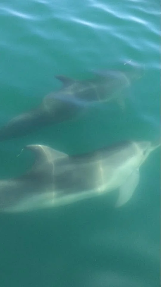 Dolphin Greece 2017 3.jpg