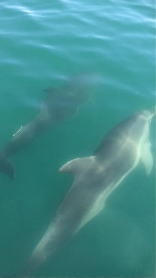 Dolphin Greece 2017 5.jpg