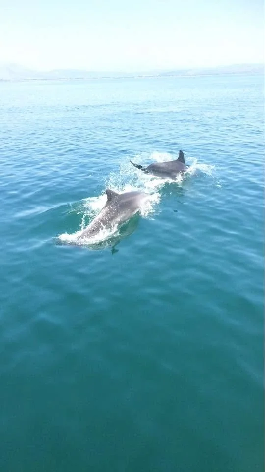 Dolphin Greece 2017 12.jpg