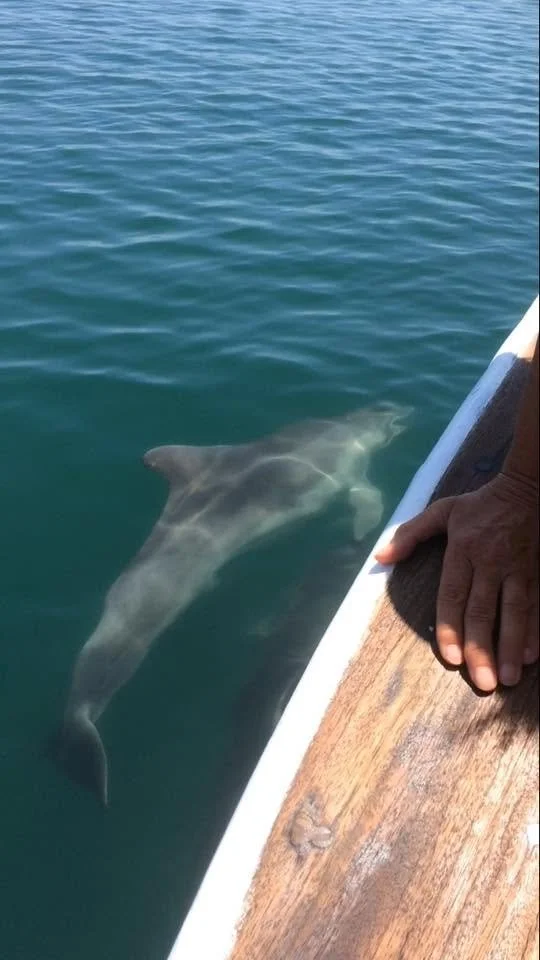 Dolphin Greece 2017 15.jpg