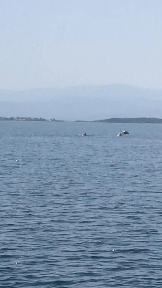 Dolphin Greece 2017 19.jpg