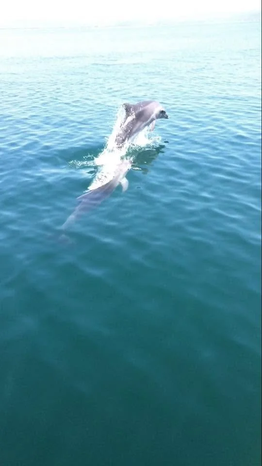 Dolphin Greece 2017 24.jpg
