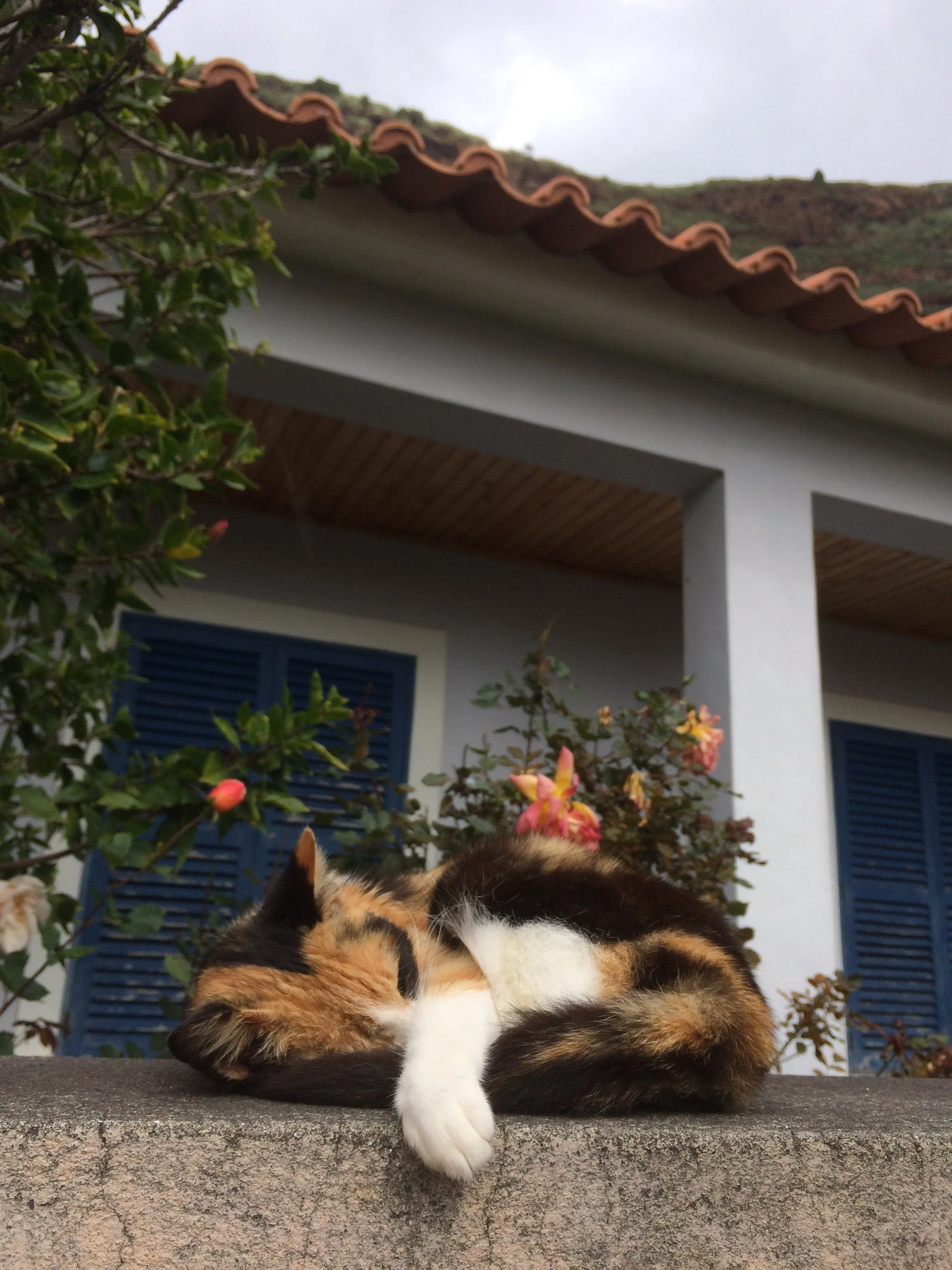 IMG_7767.jpeg