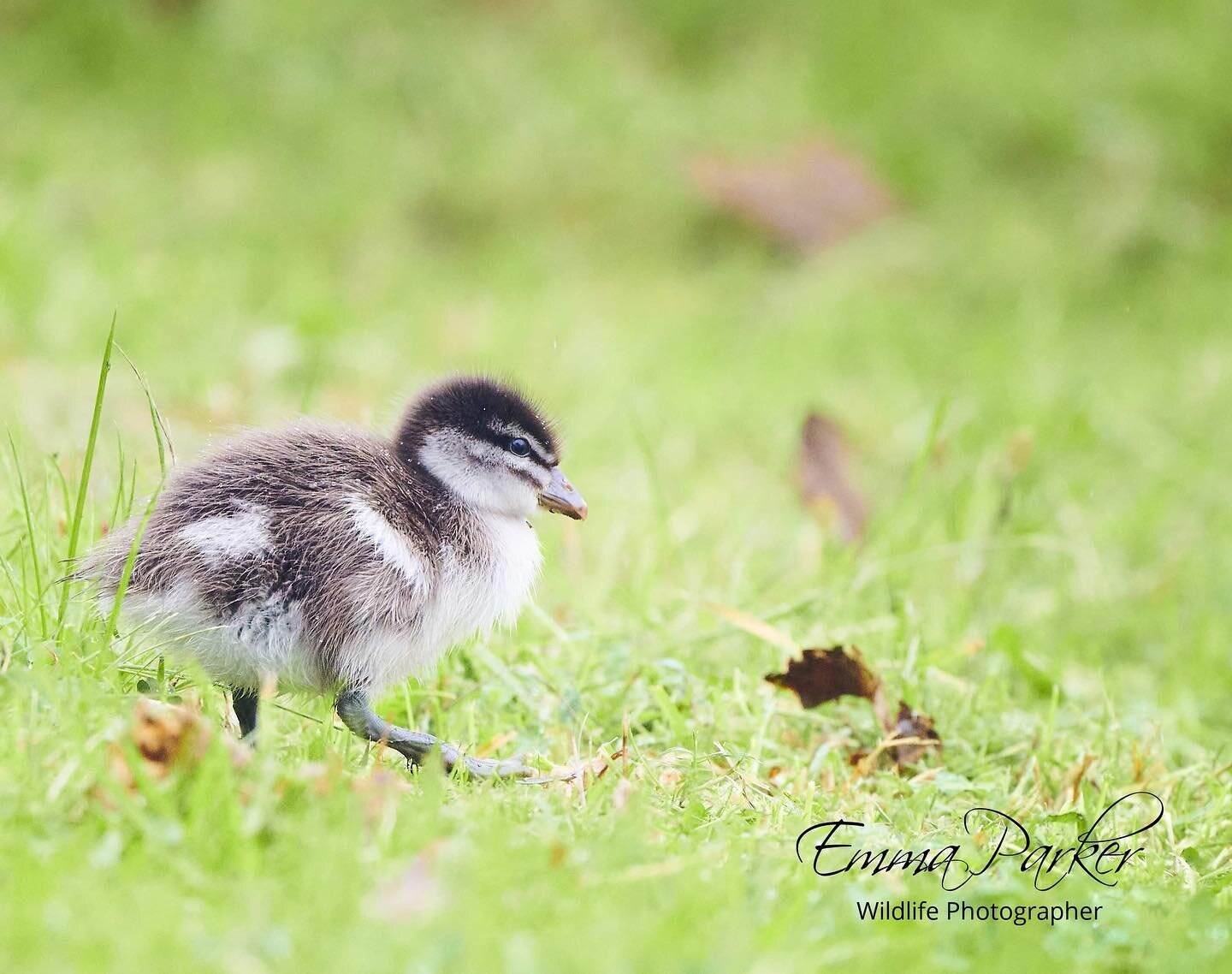 Such a cute wood duck chick exploring in the rain ☔️ unfortunately when I went back the next day they were gone apparently eaten by the one of the two sea eagles 🦅 that live in the area #your_best_birds #bestbirdshots #best_birds_of_world #bird_bril
