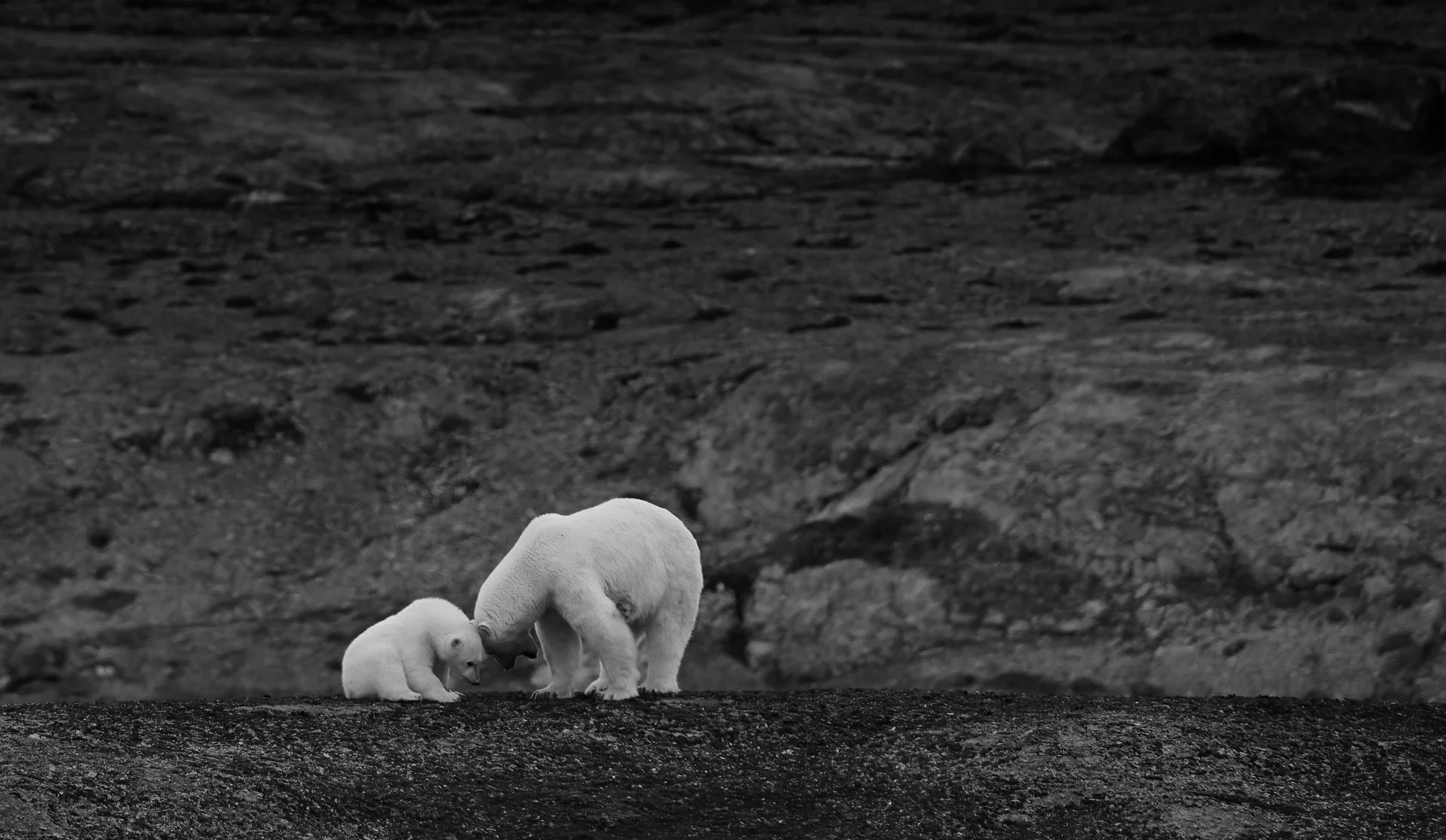 DSC_9307 2-DeNoiseAI-standard 1.jpg