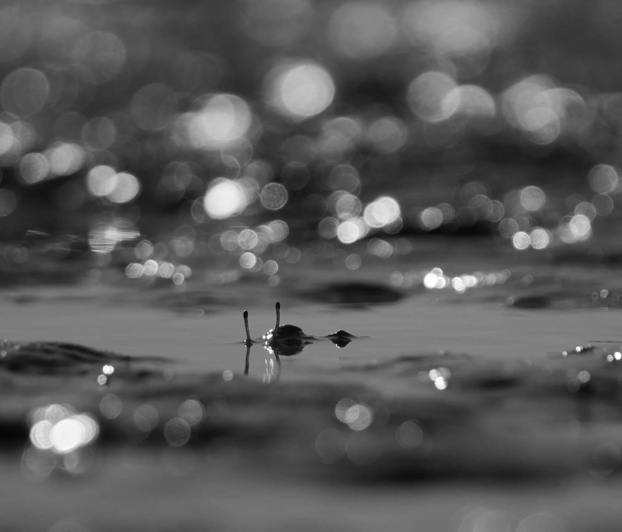 DSC_2086.jpg