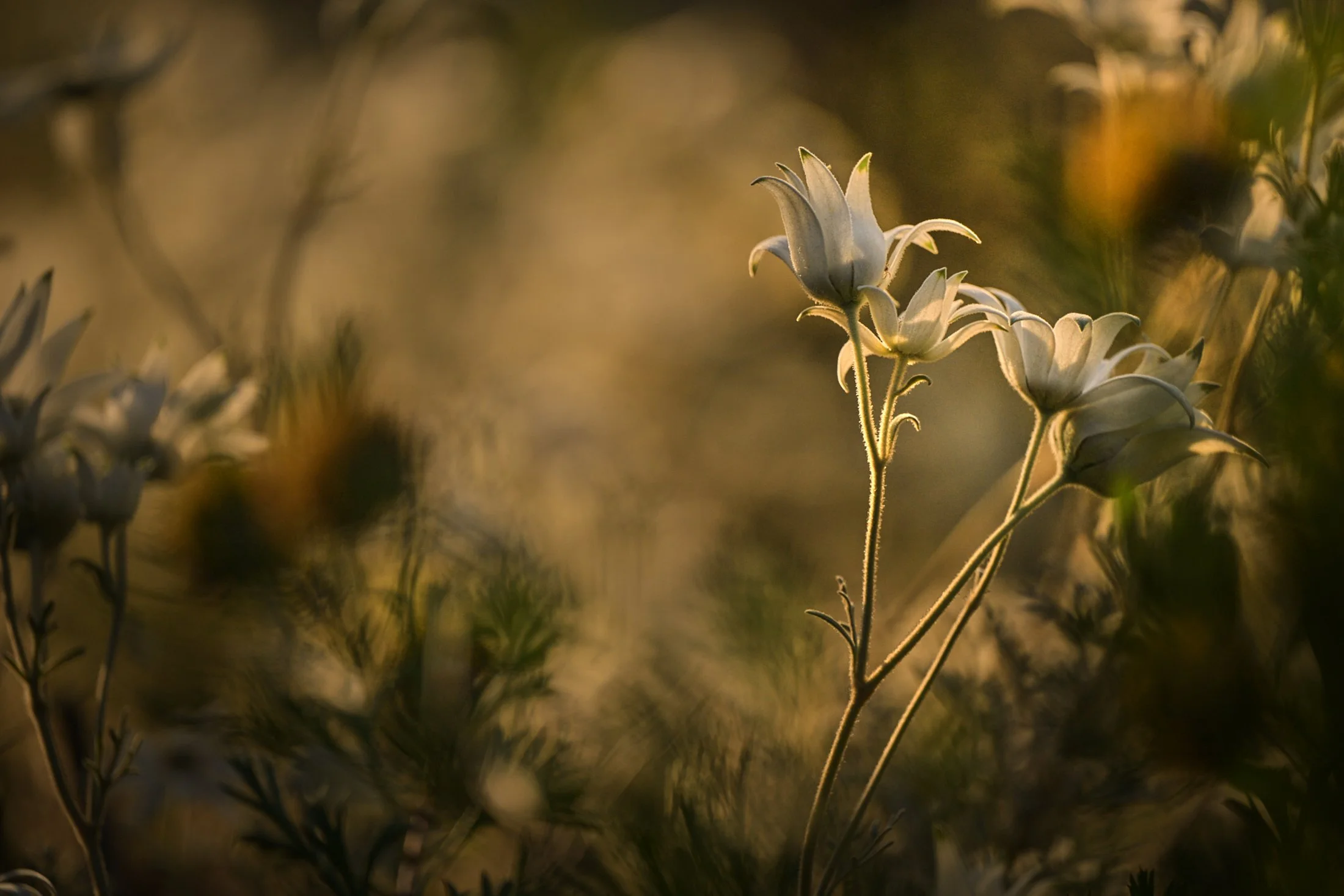 Plants-Emma-Parker-Landscape of flannel flowers.jpg
