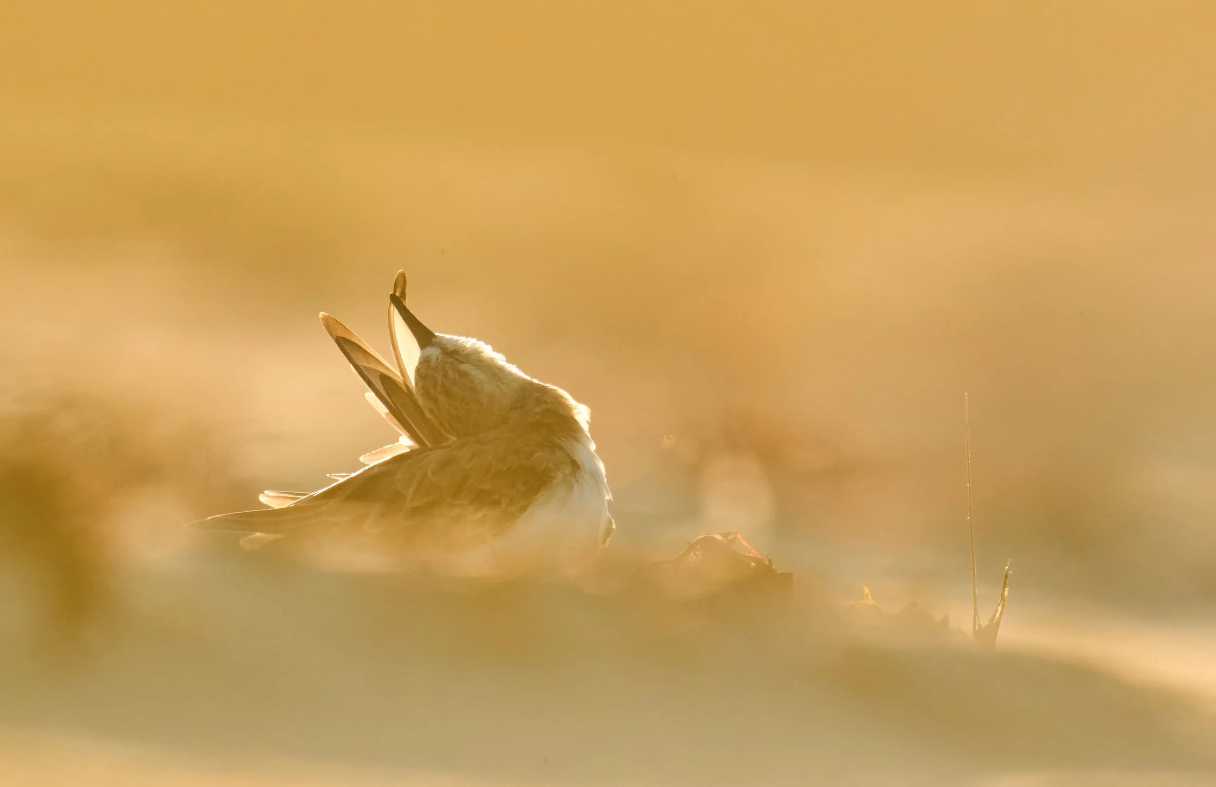 DSC_2545_2-DeNoiseAI-severe-noise.jpg