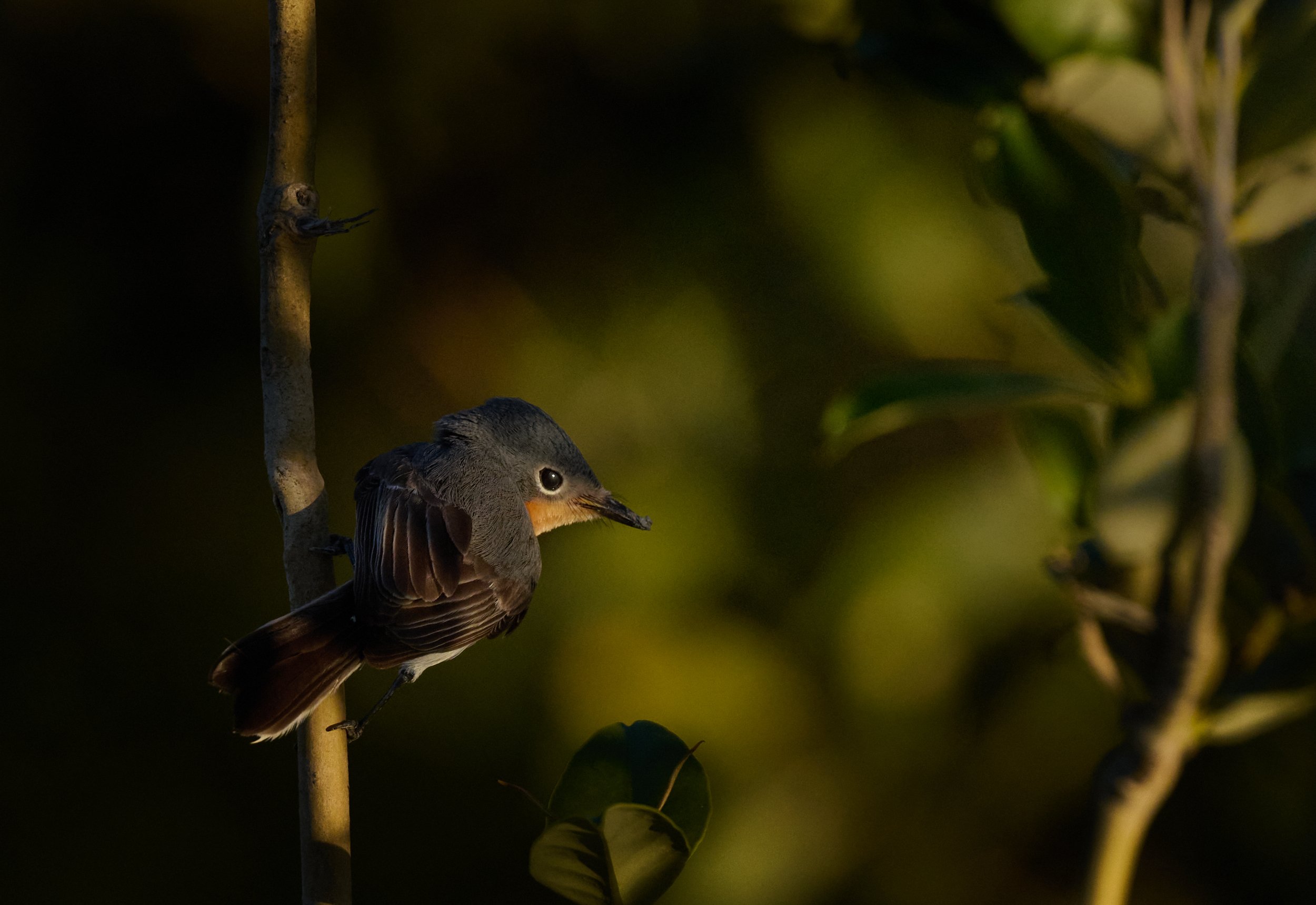 DSC_1358 4.jpg