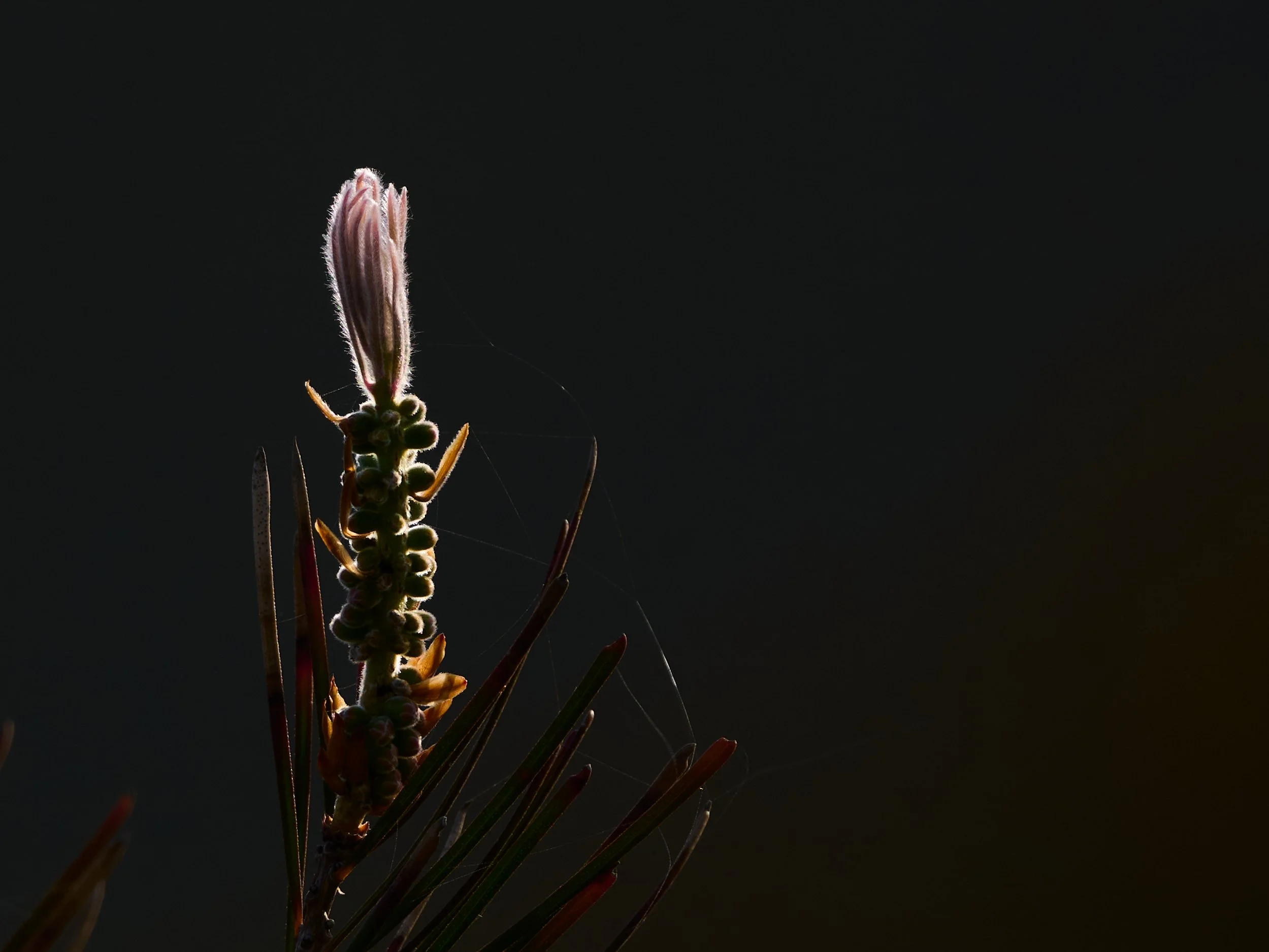 DSC_5434_1.jpg