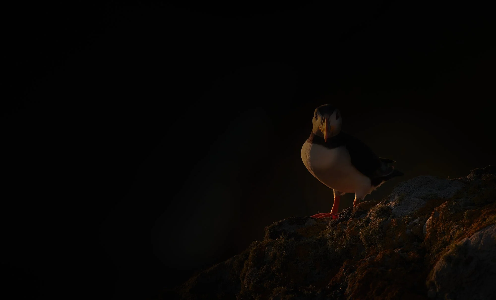 A2 Puffin 1.jpg