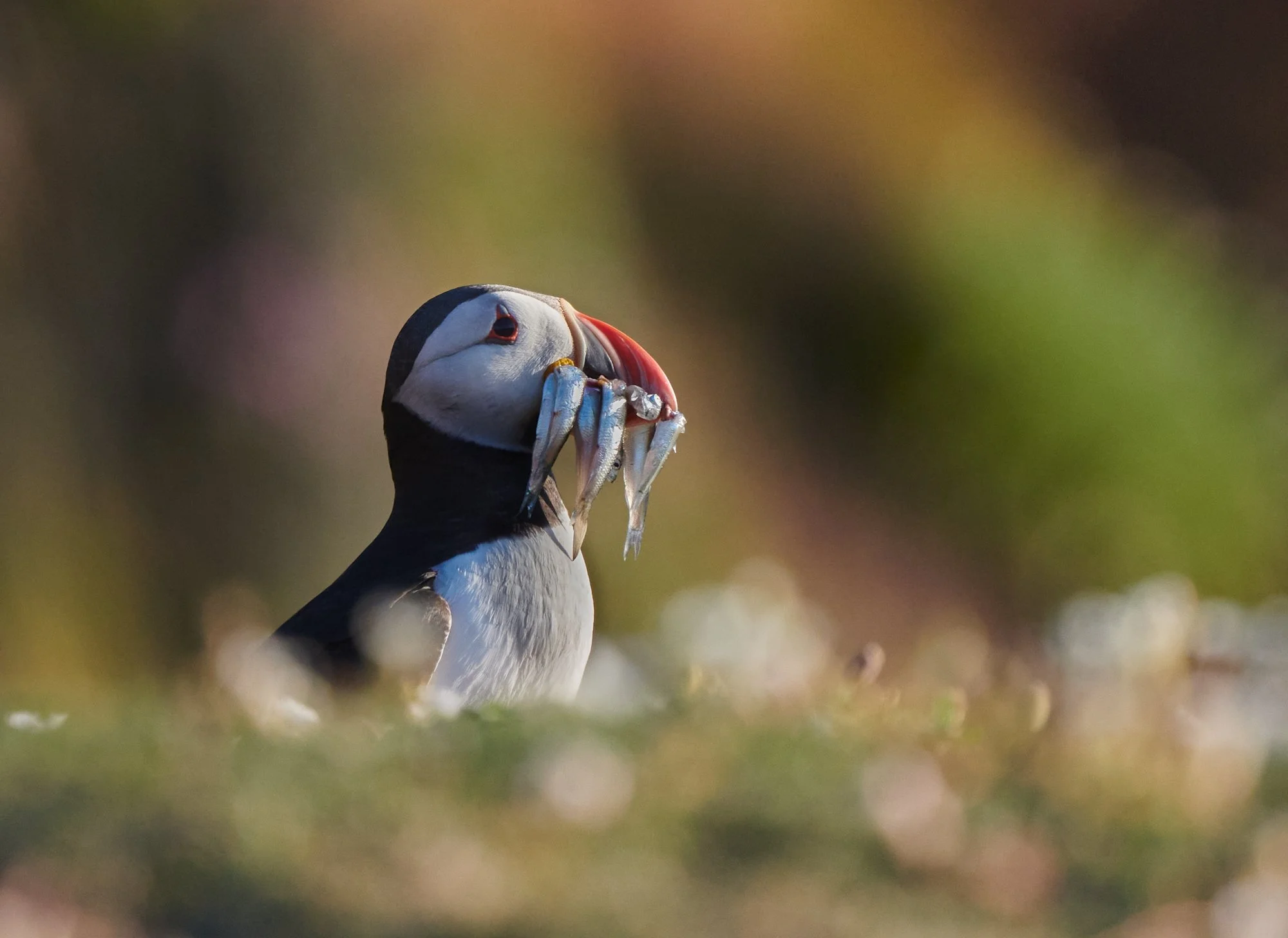 A2 Puffin 3.jpg