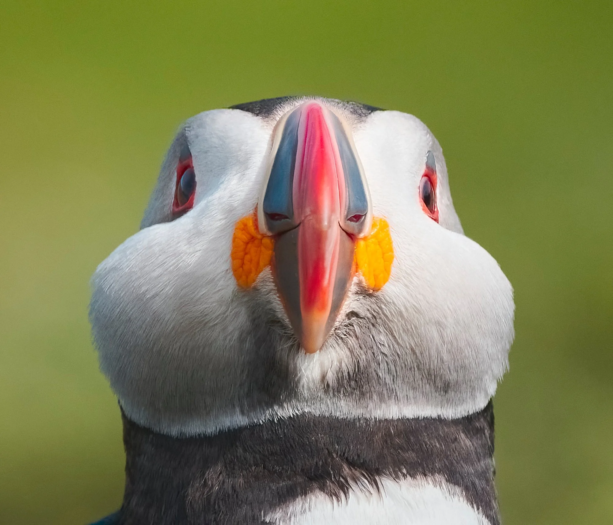 Bird Portrait 8 1.jpg