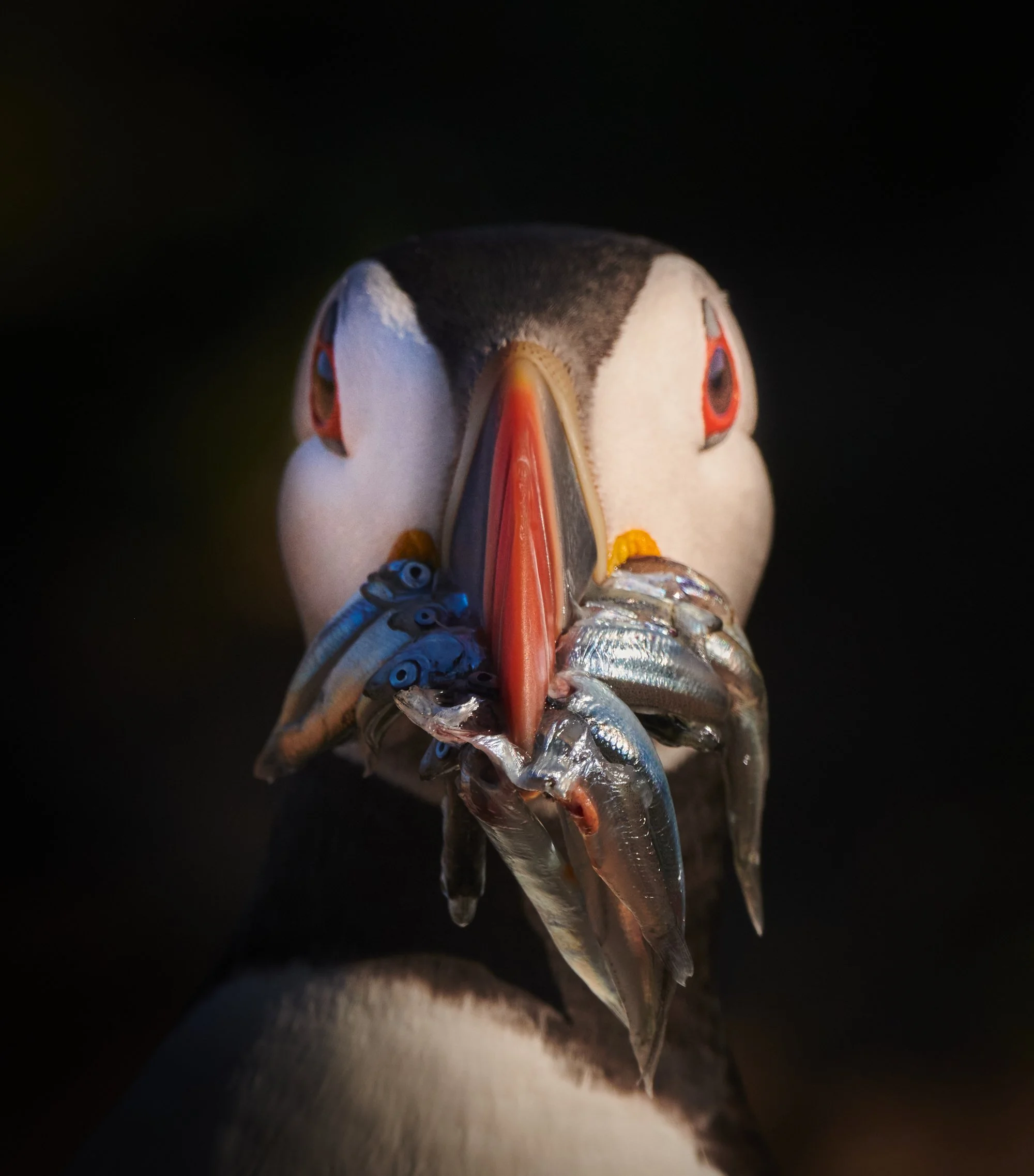 A1 Puffin.jpg