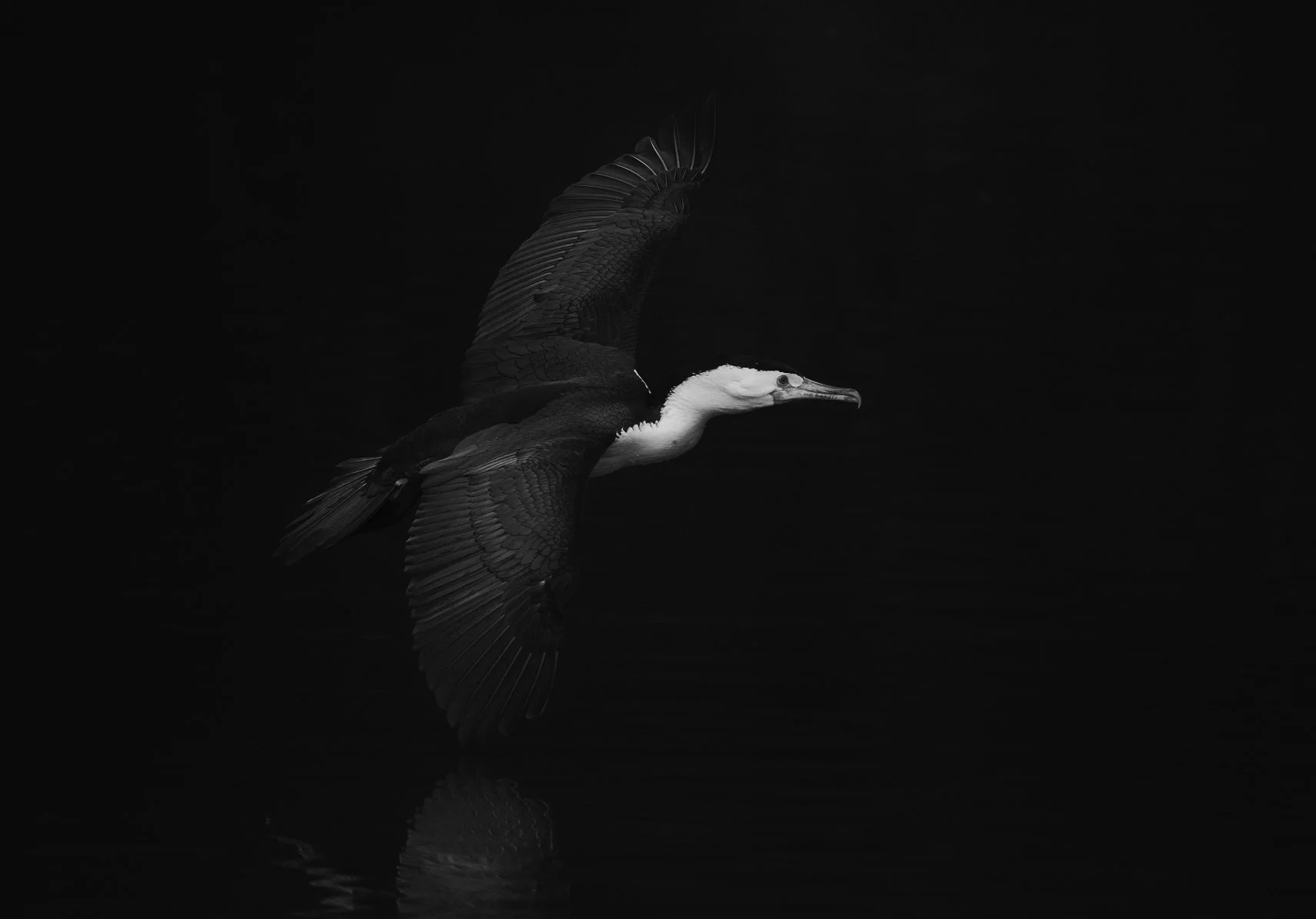Bird in flight 1 1.jpg