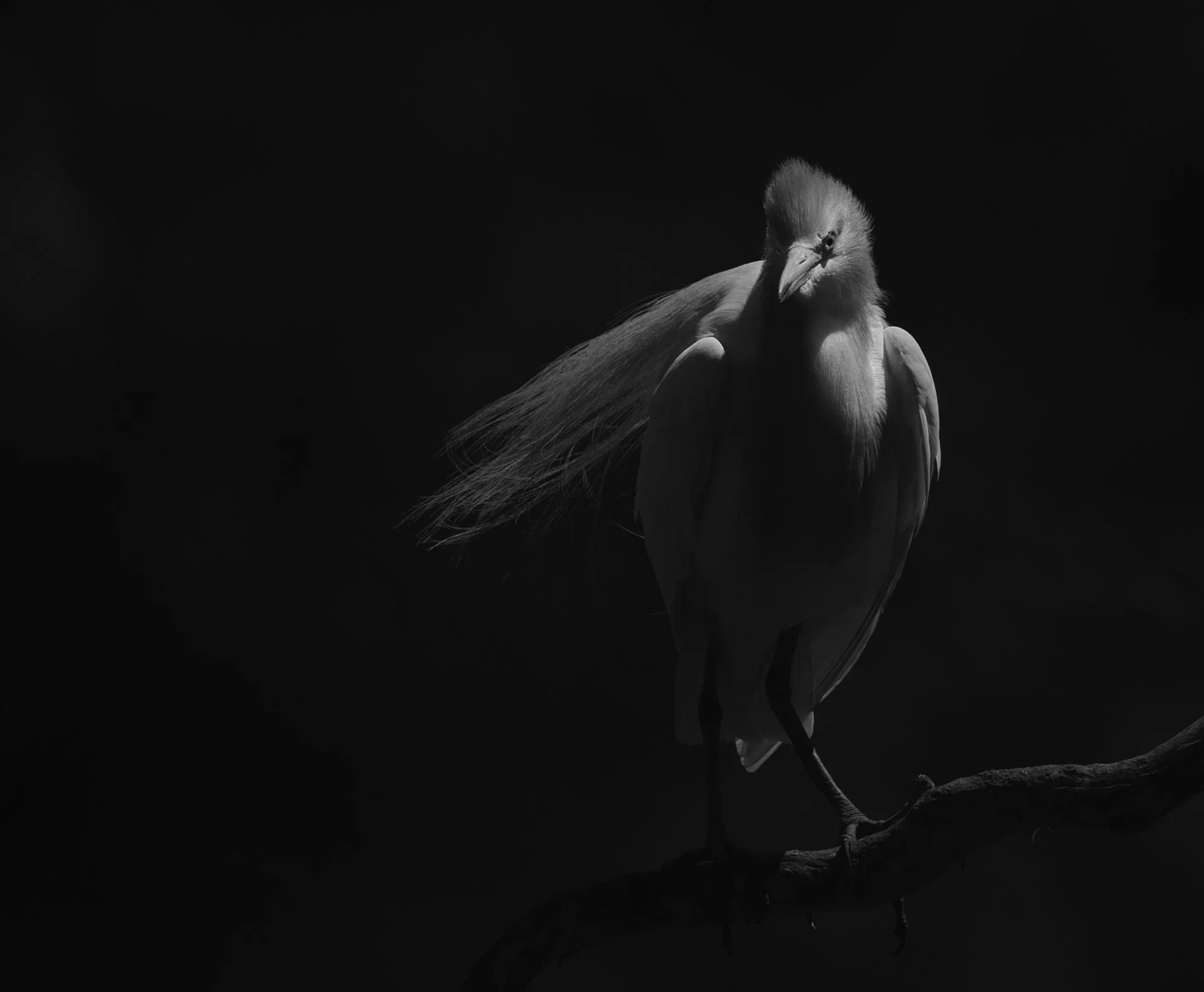 Bird Portrait 6 2.jpg