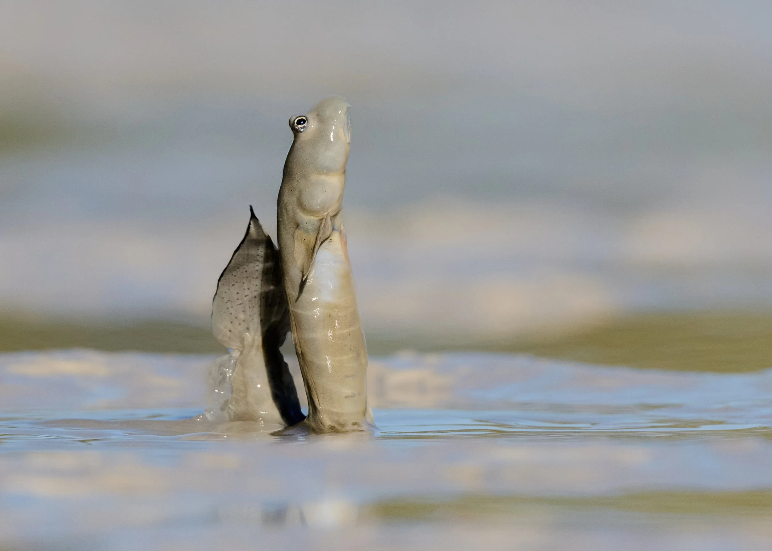 DSC_3755.jpg