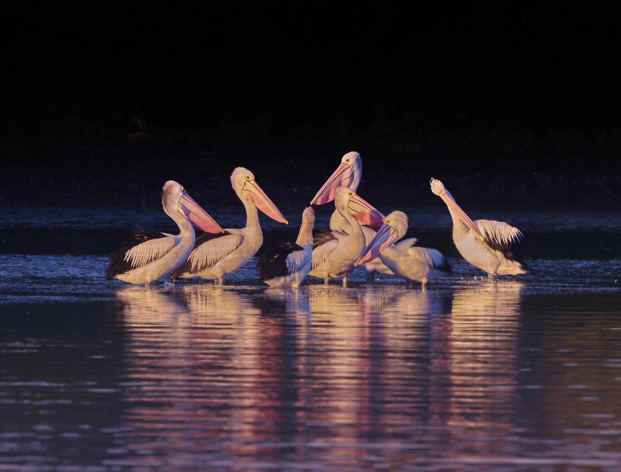 Portfolio_Australian Pelican_Mating at sunset 1.jpg
