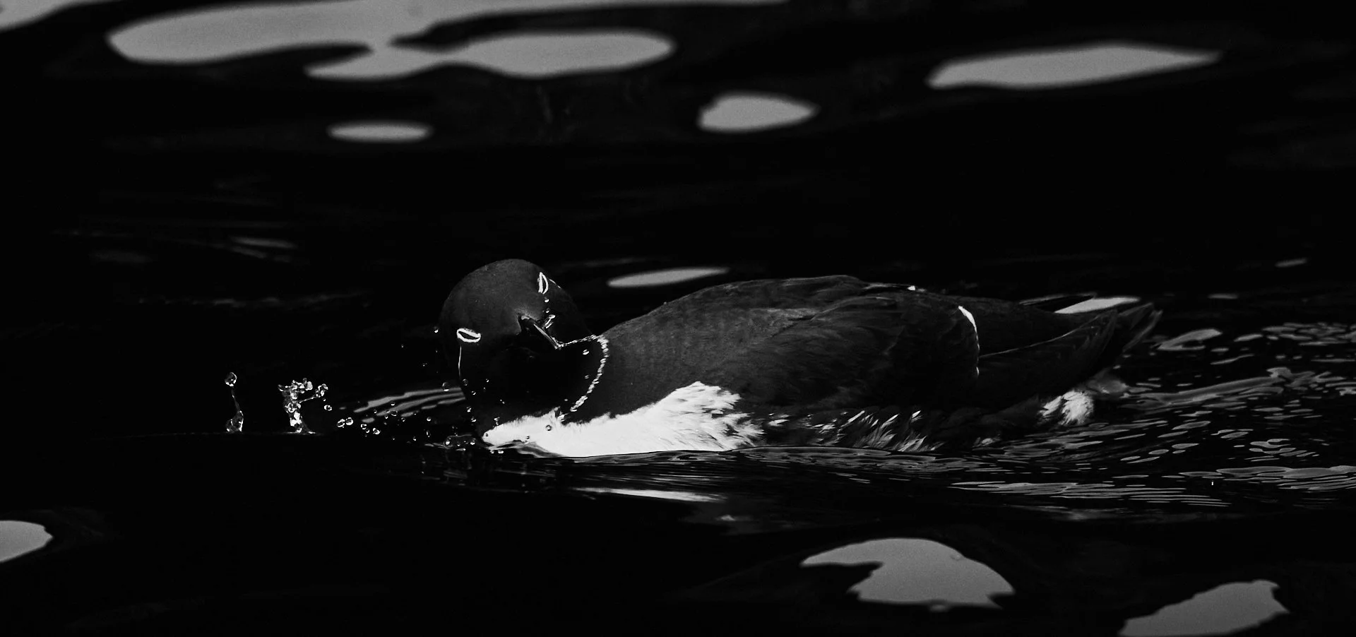 DSC_9163 1.jpg