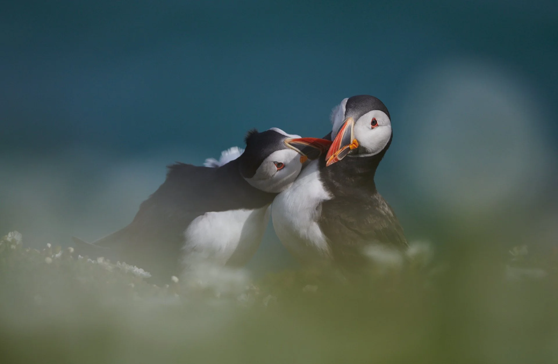 C1_Puffins_Caught_in_the_act .jpg