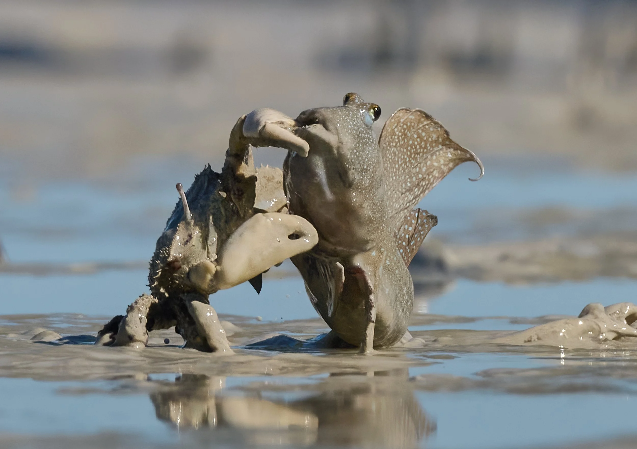 Crab Attack High Res.jpg