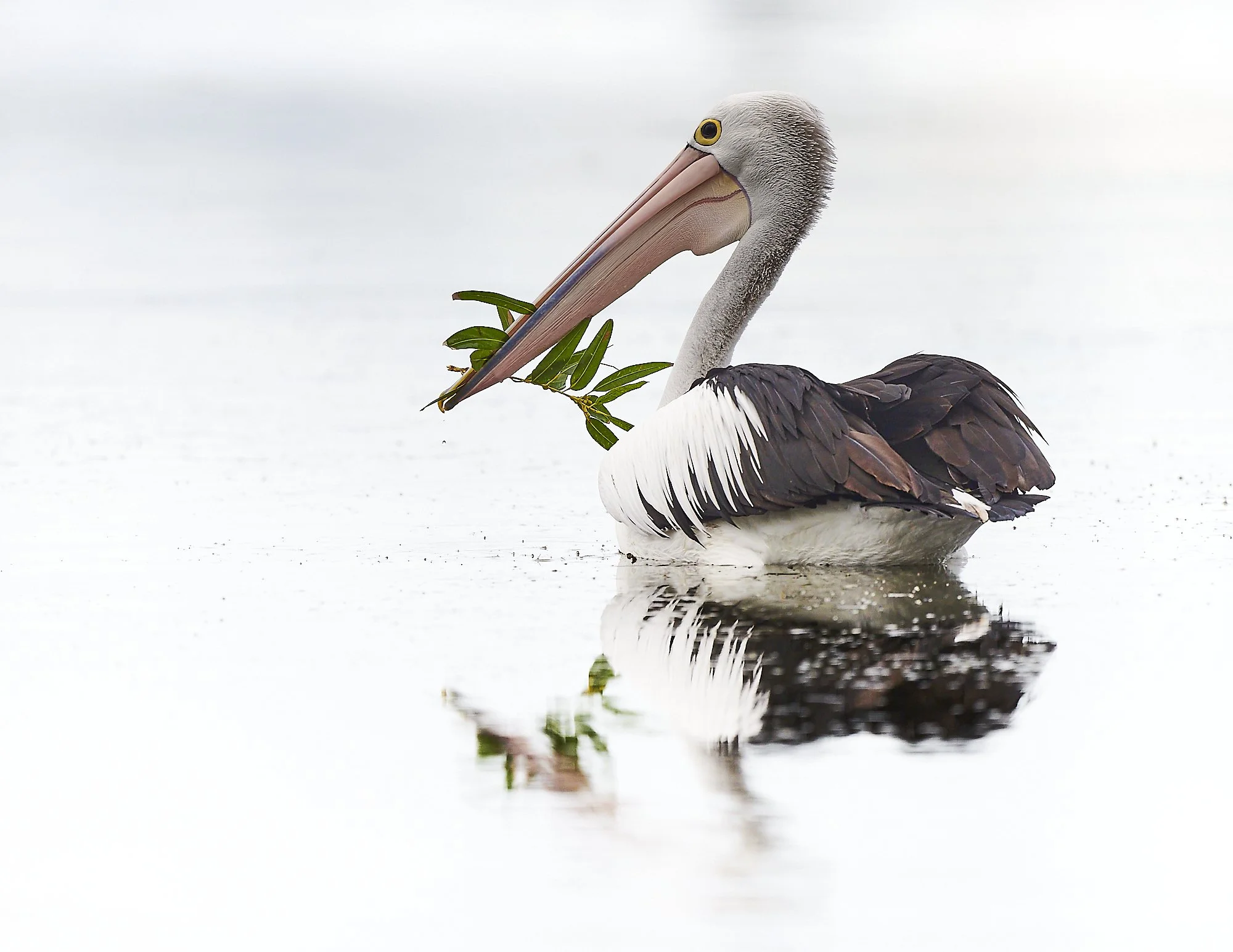 Portfolio_Australian Pelican_The Offering.jpg