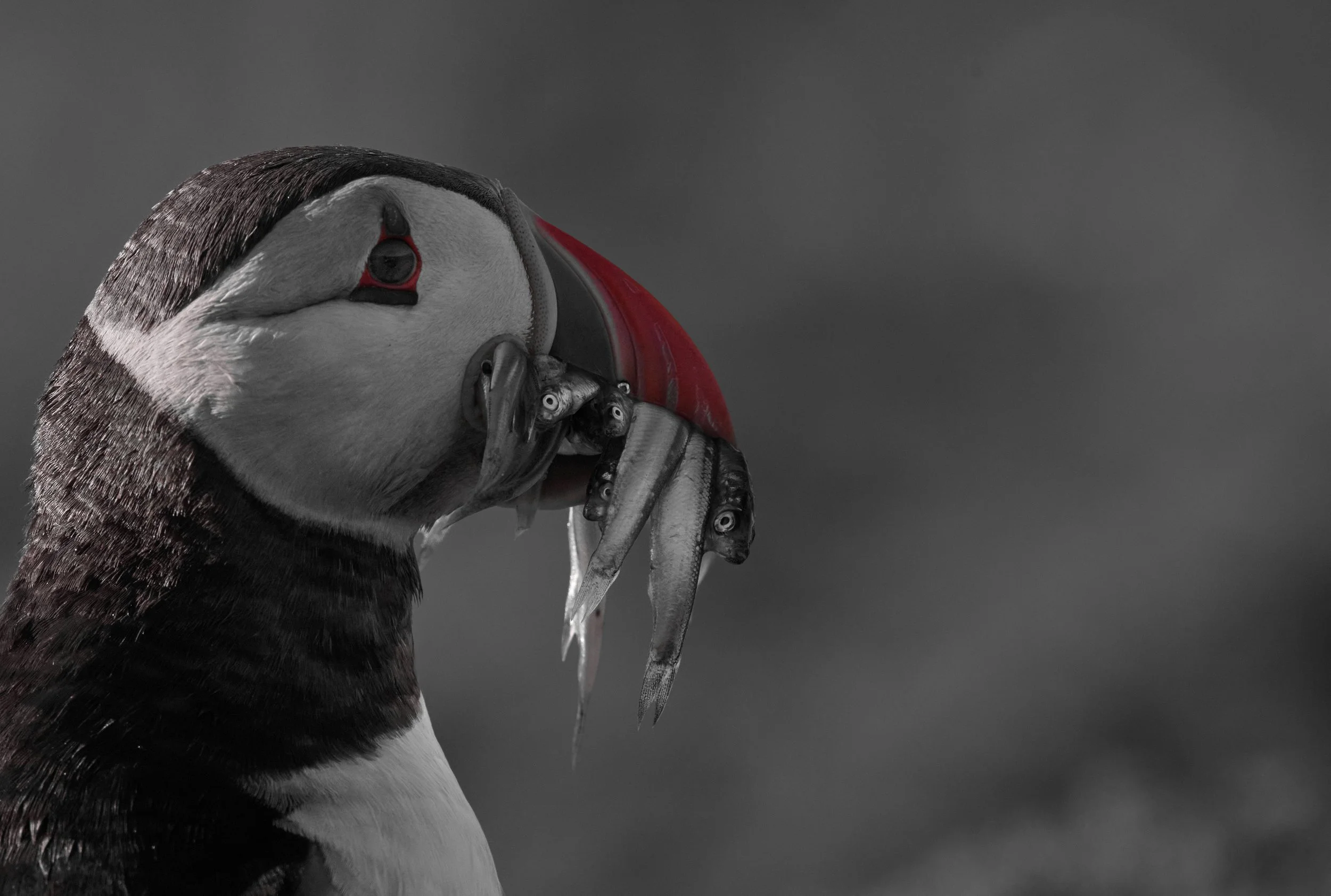 Puffin with fish Limited Edition Print
