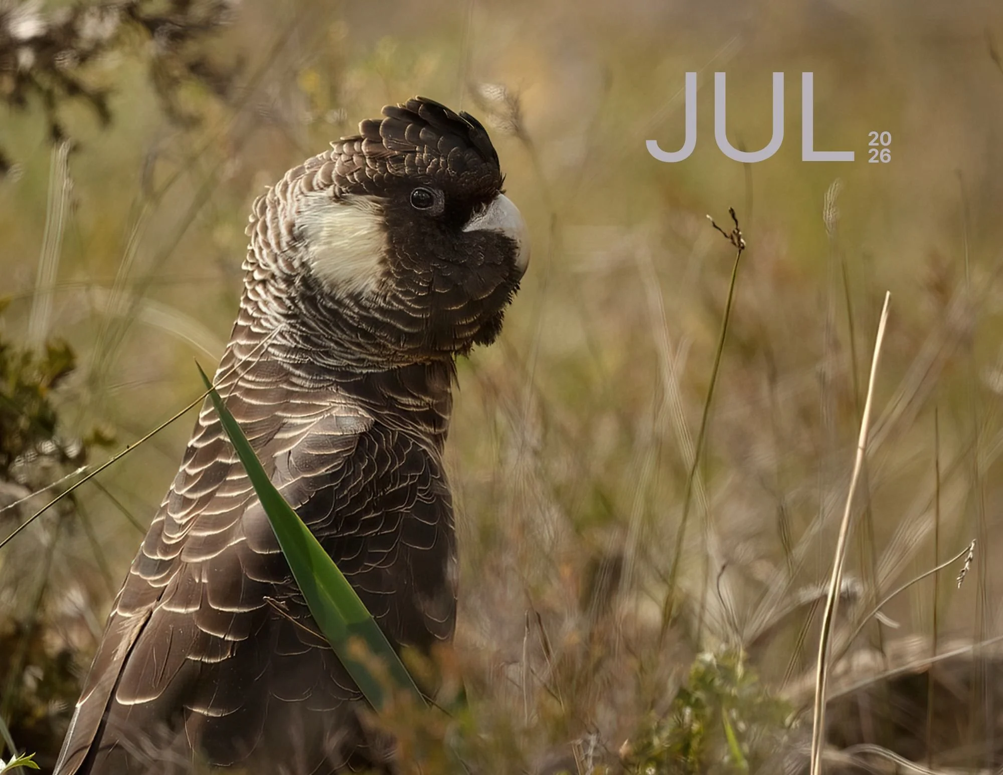 July.jpg
