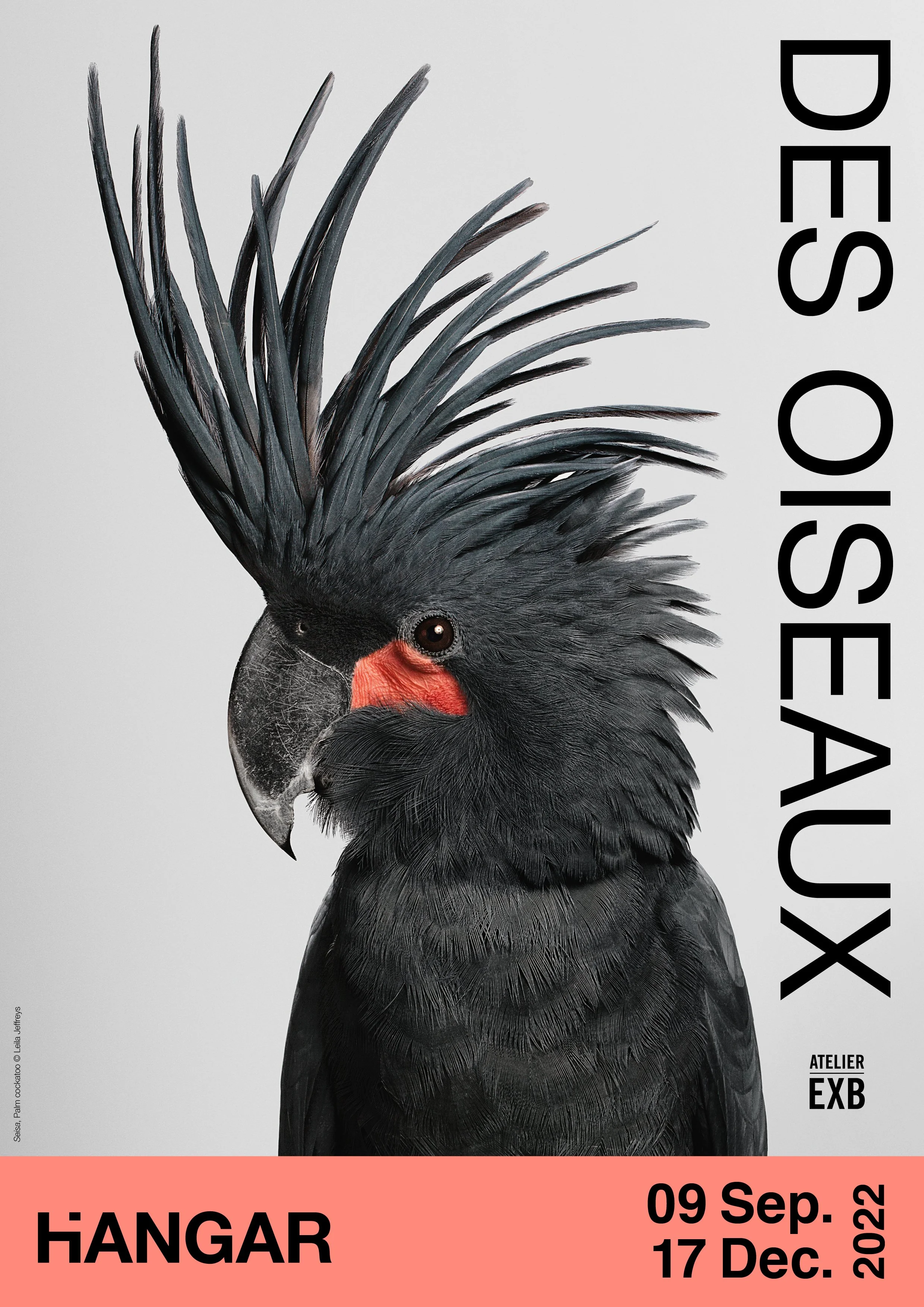 Affiche 'des oiseaux'BAT.jpg