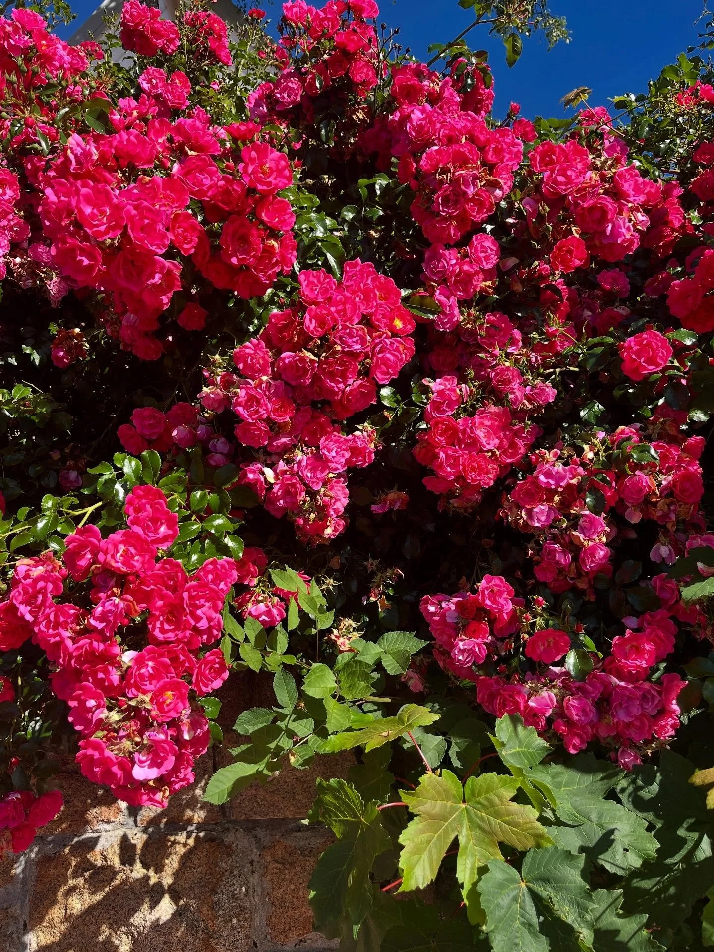 Spring we see you! πΈπΊππΉ
#airbnb #spring #cabaritabeach #northernnsw #visitthetweed #beachcottage #holidayhouse #howzitstays #howzit