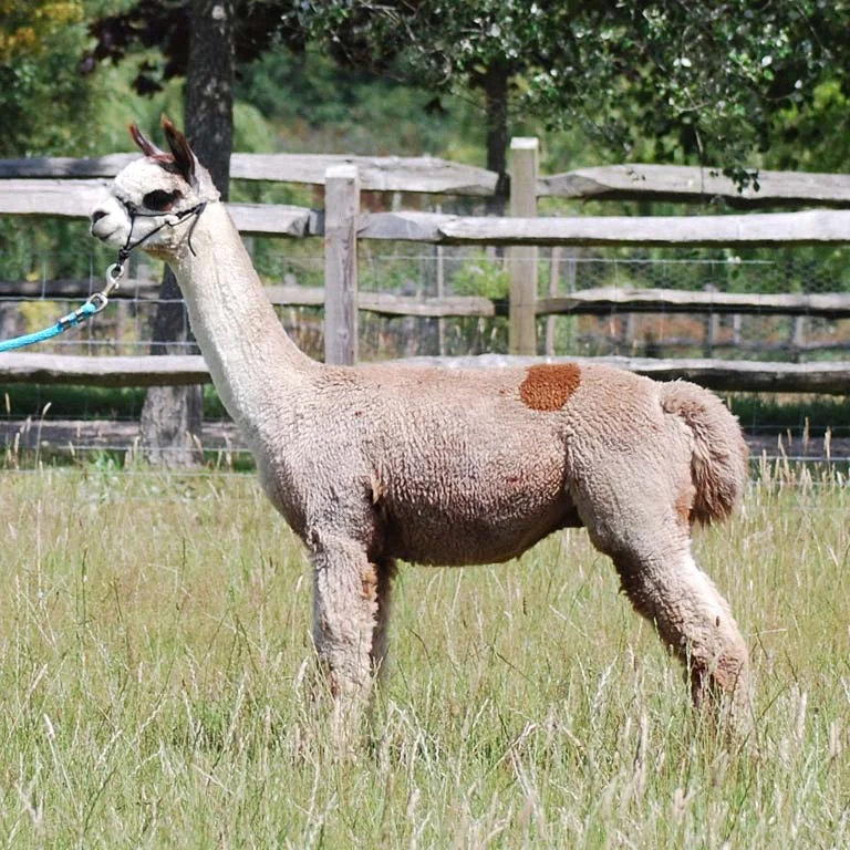 ALPACA STUD VERAISON