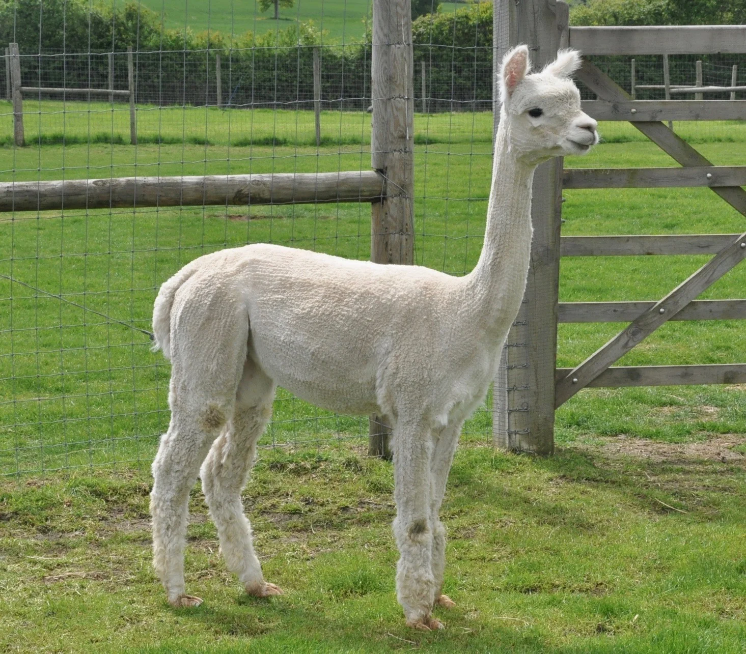 COLD COMFORT PERSEPHONE (SOLD)