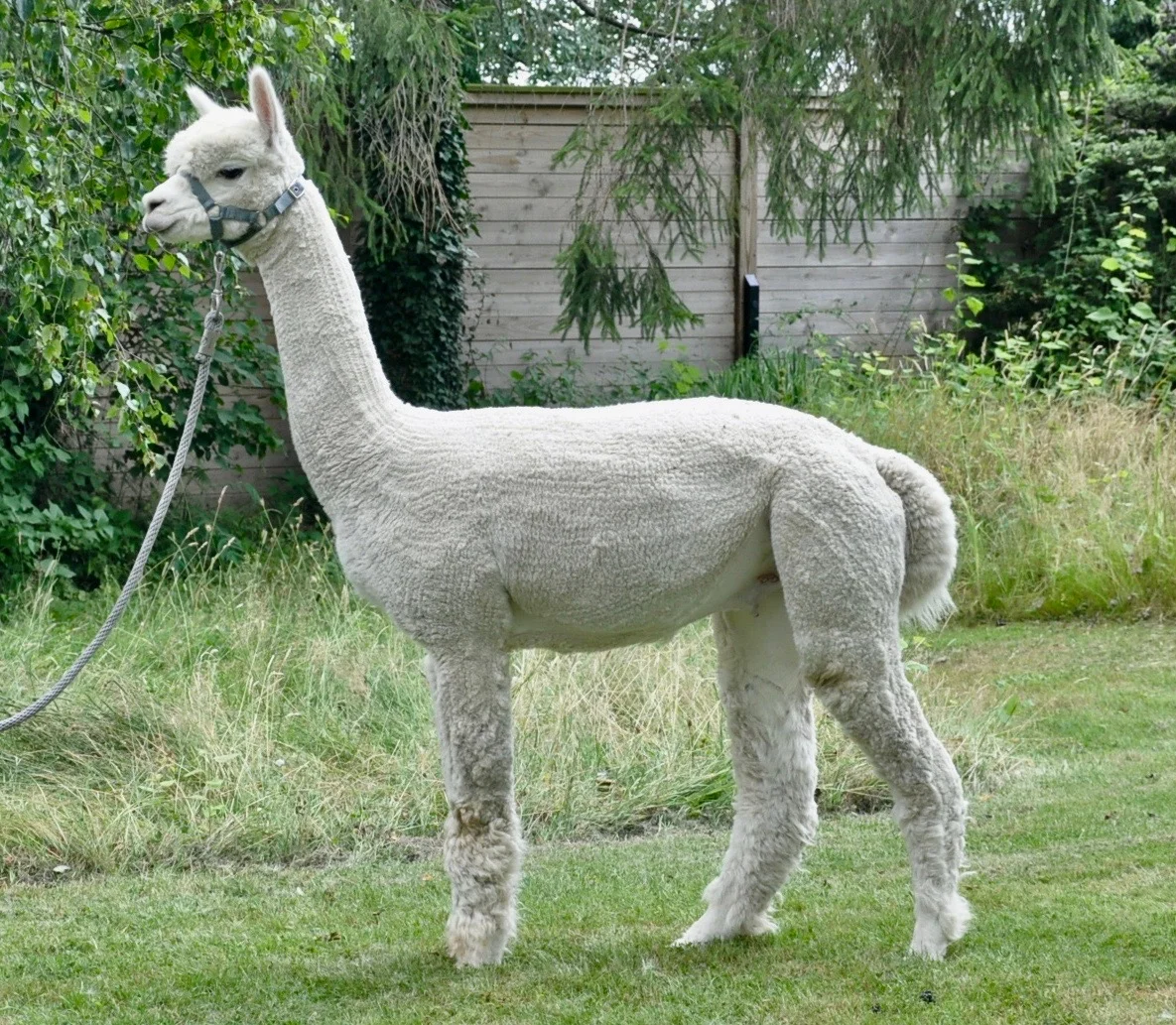 COLD COMFORT ATTICUS