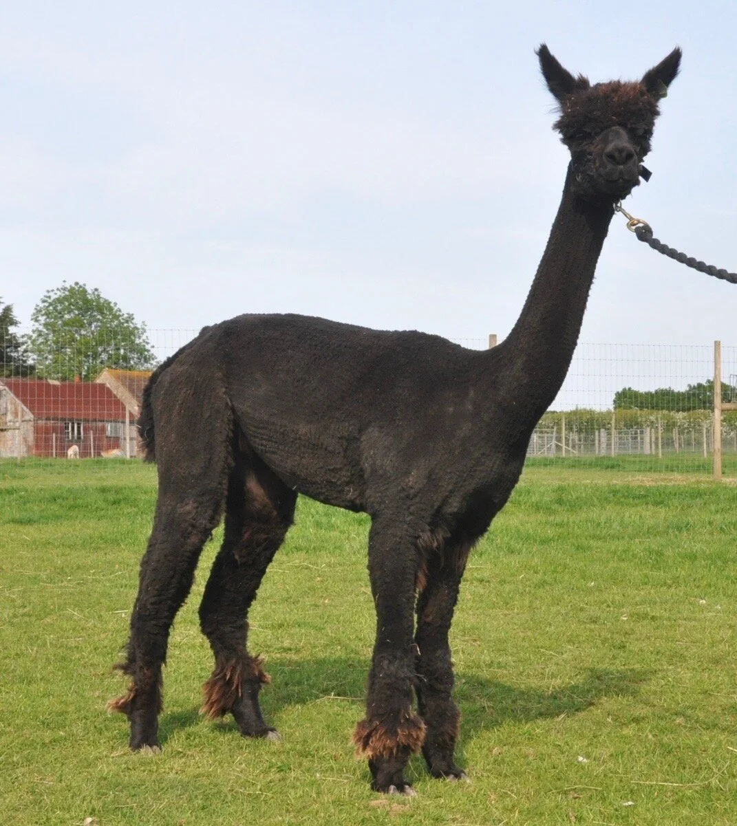 COLD COMFORT BEATRIX (SOLD)