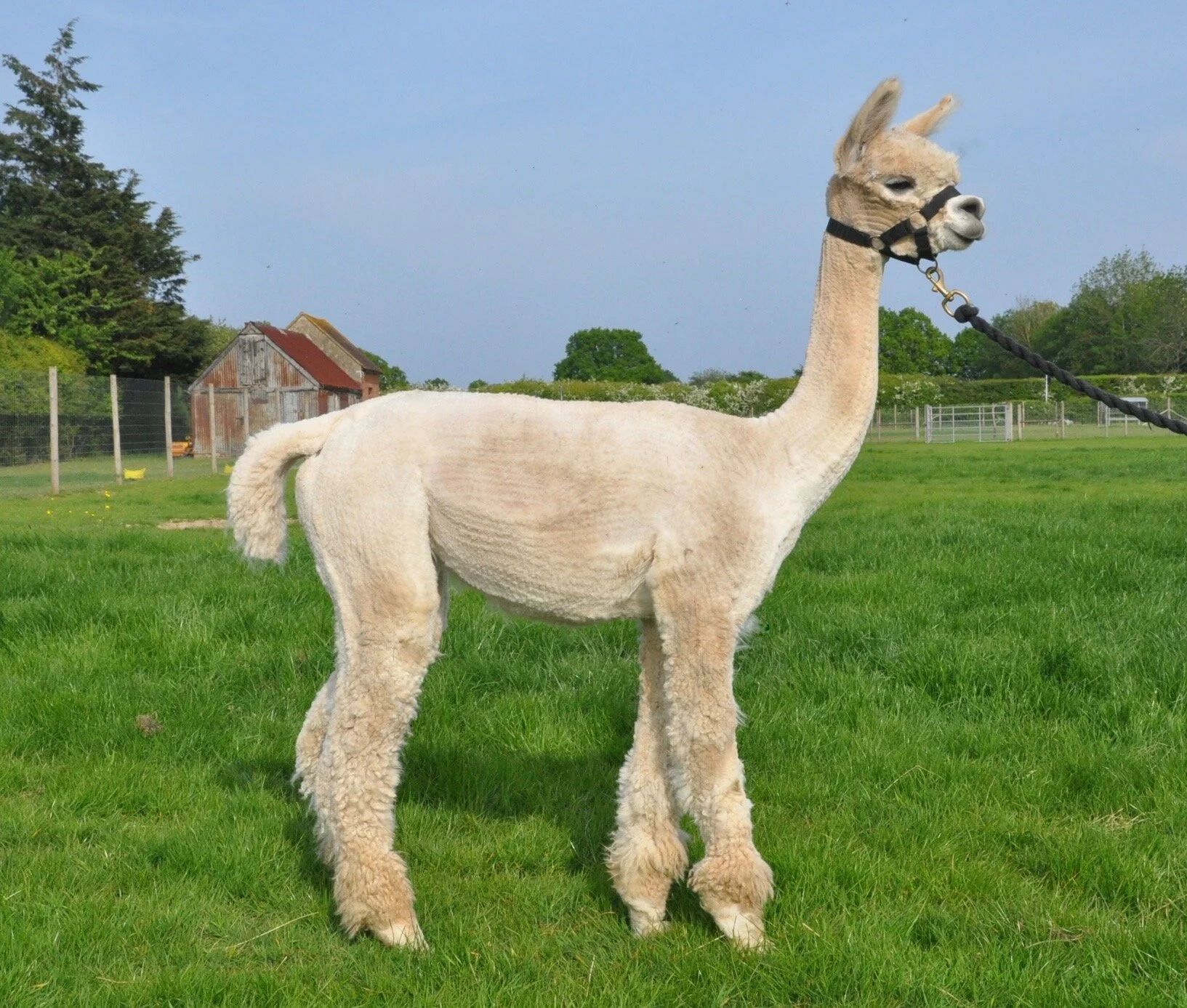 COLD COMFORT SUMMER (SOLD)